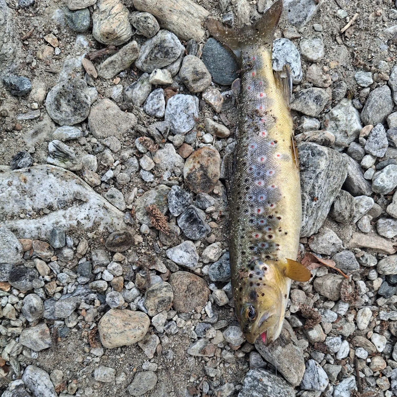 Brown trout caught on Fishbrain