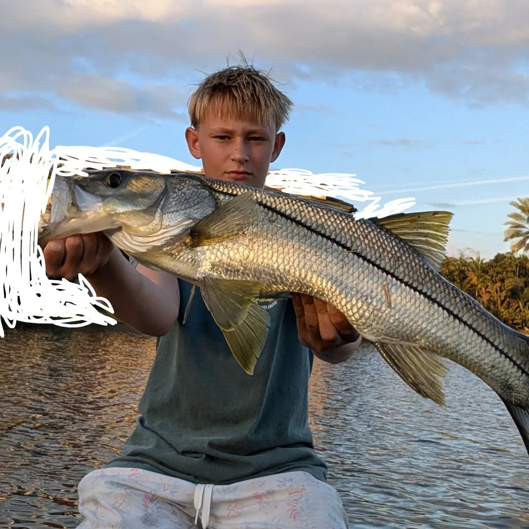 The most recent Common snook catches on Fishbrain