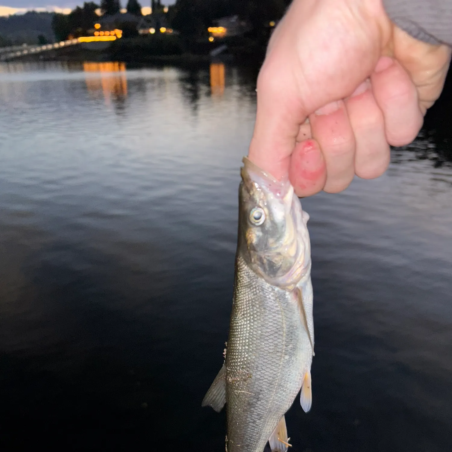The most recent Umpqua pikeminnow catches on Fishbrain