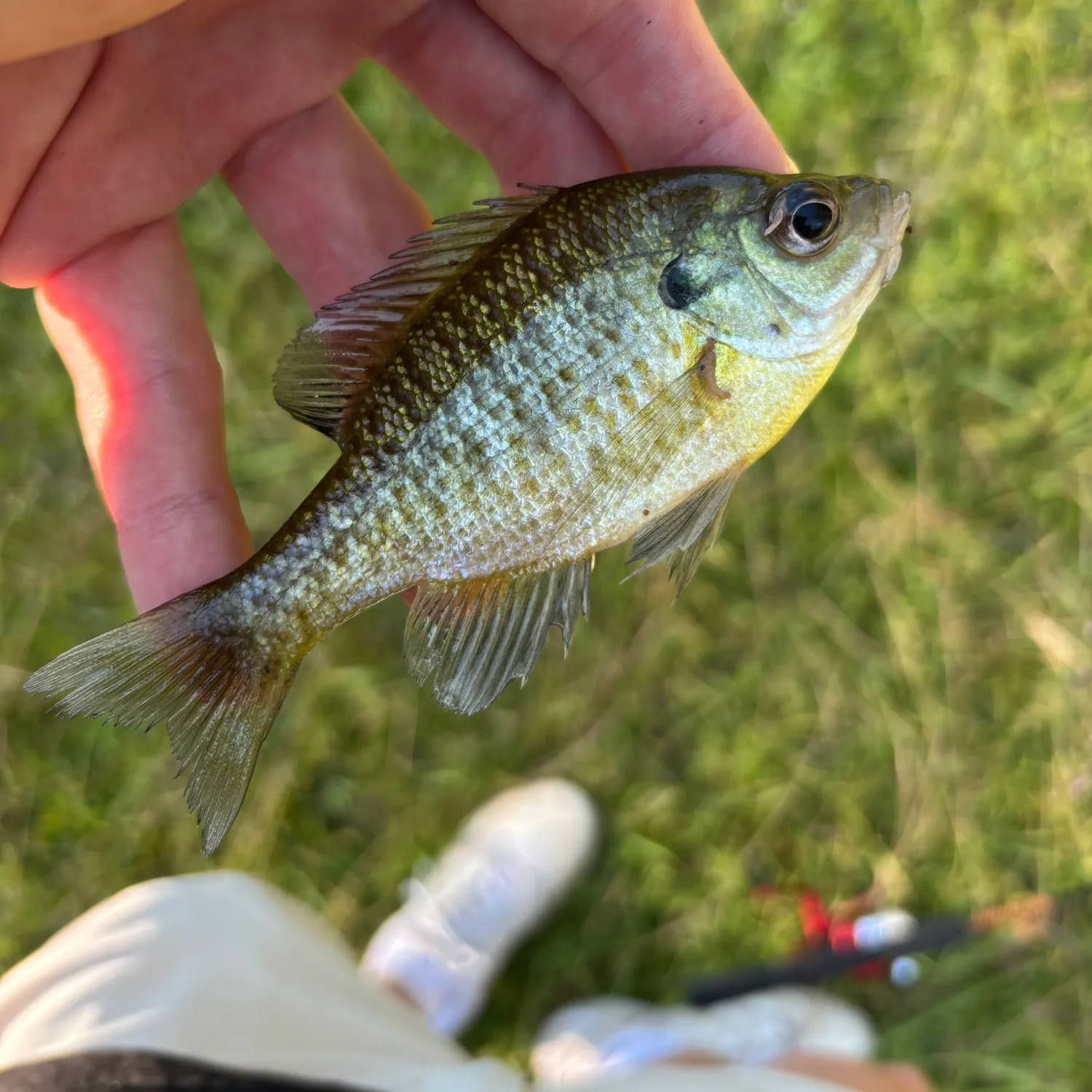 Bluegill caught on Fishbrain