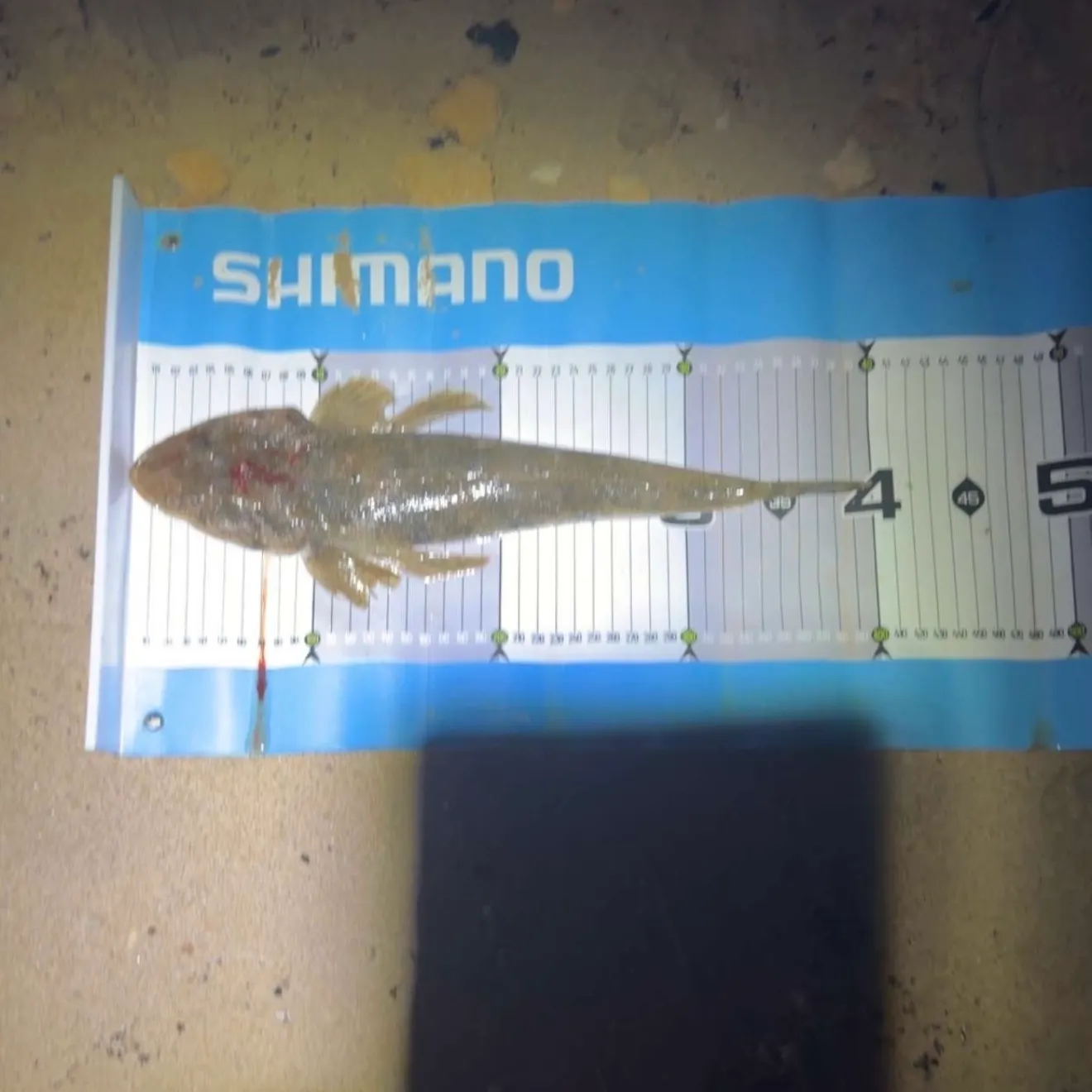 The most recent Bartail flathead catches on Fishbrain