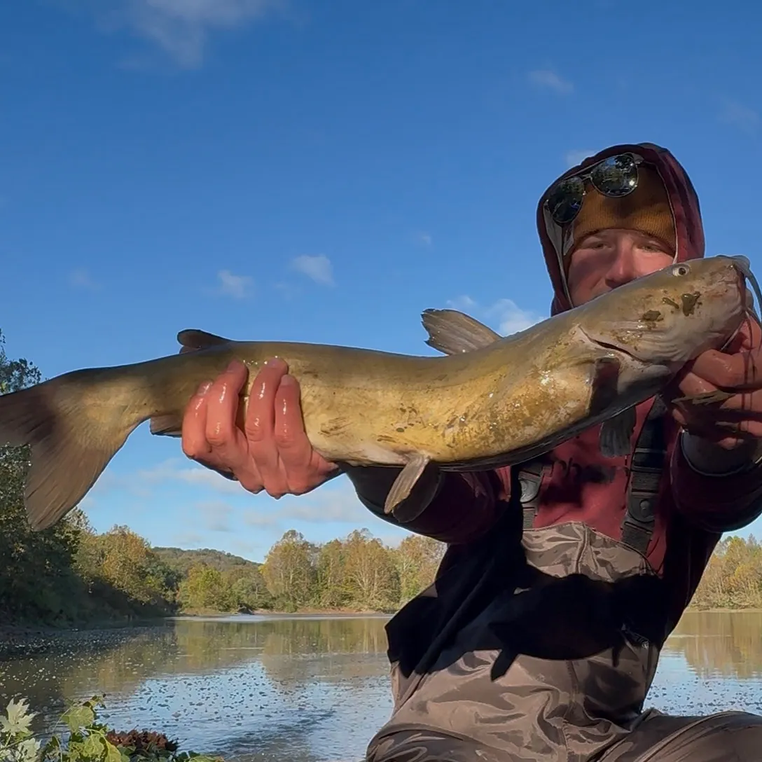 Channel catfish caught on Fishbrain