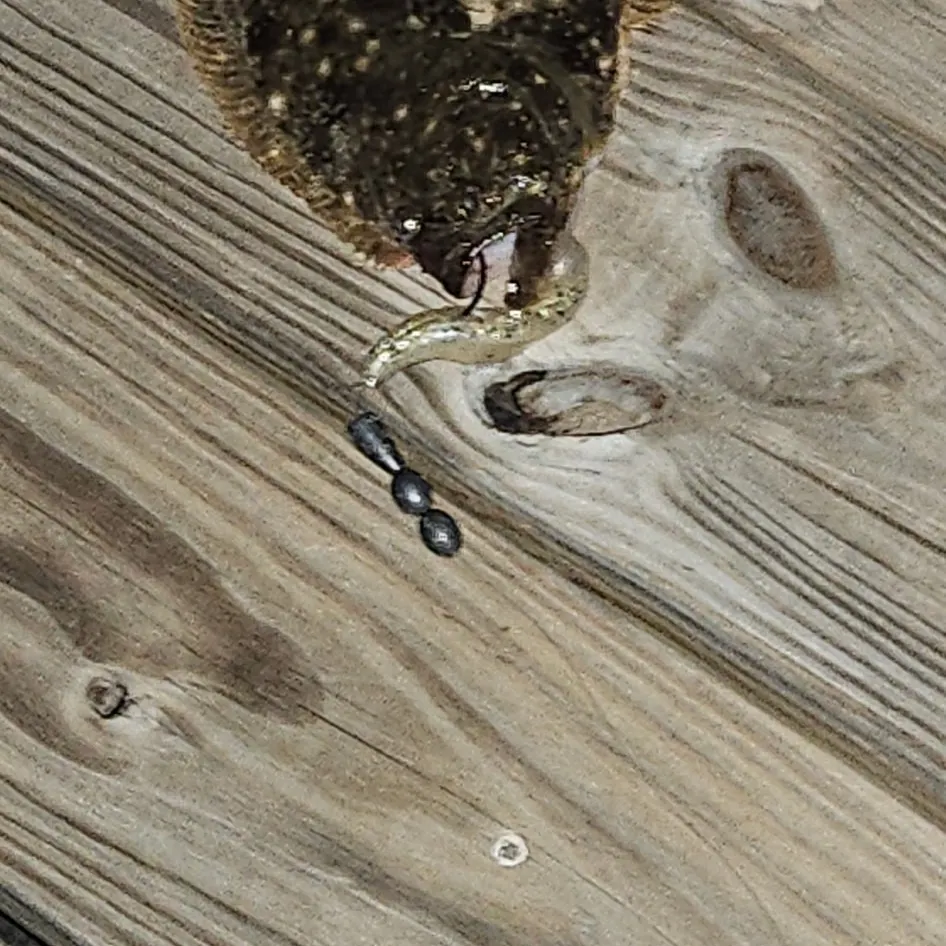 The most recent Stone Flounder catches on Fishbrain