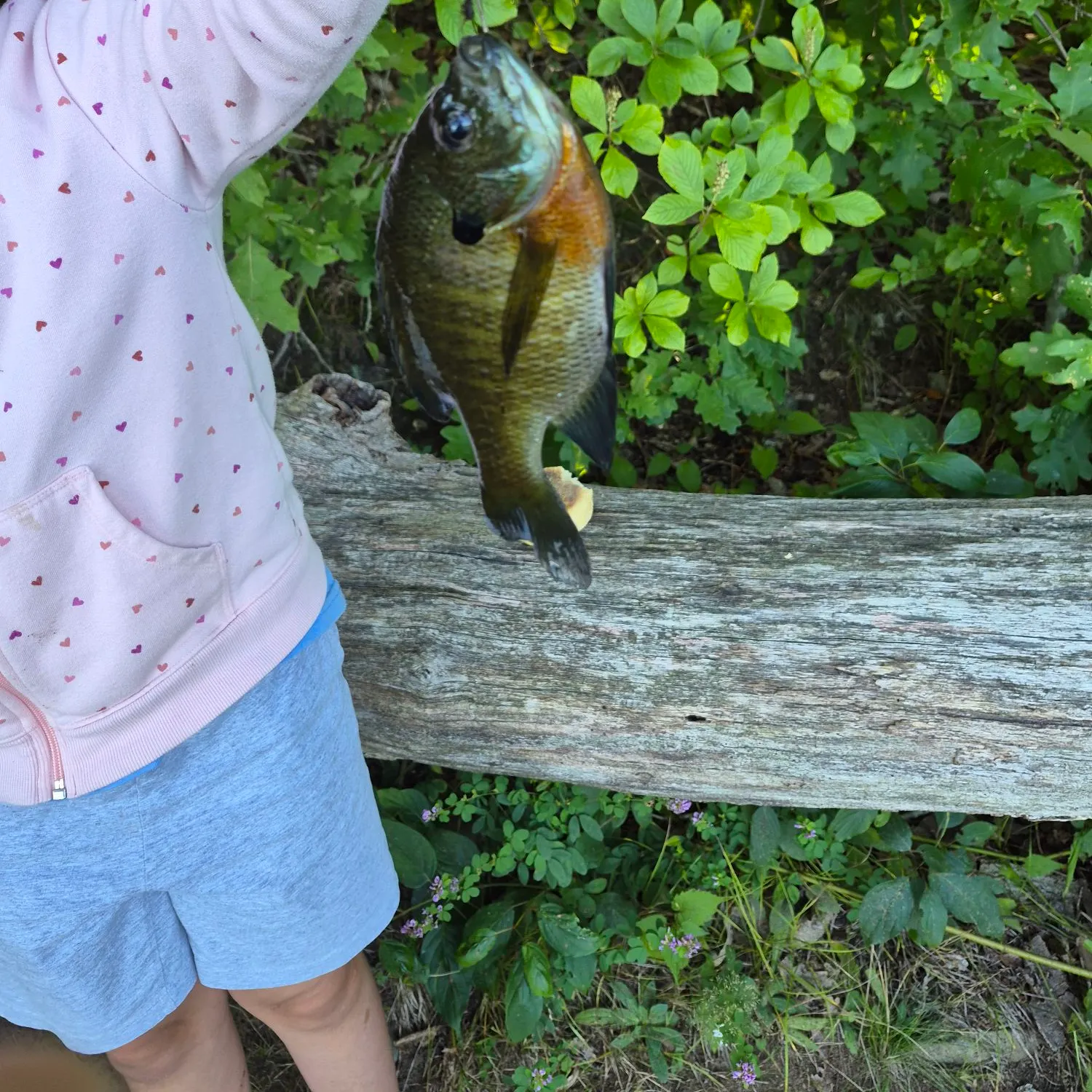 Bluegill caught on Fishbrain