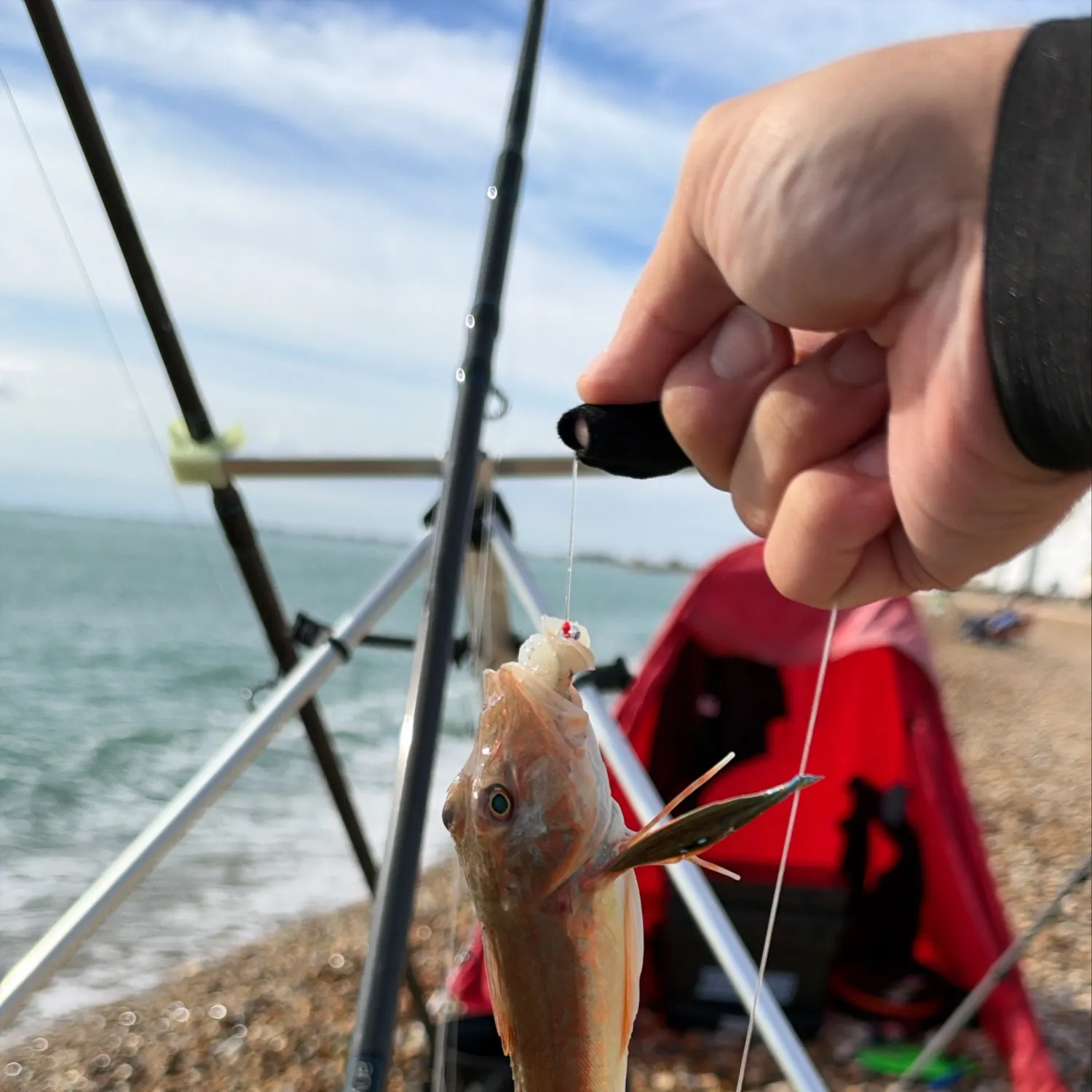 Tub gurnard caught on Fishbrain