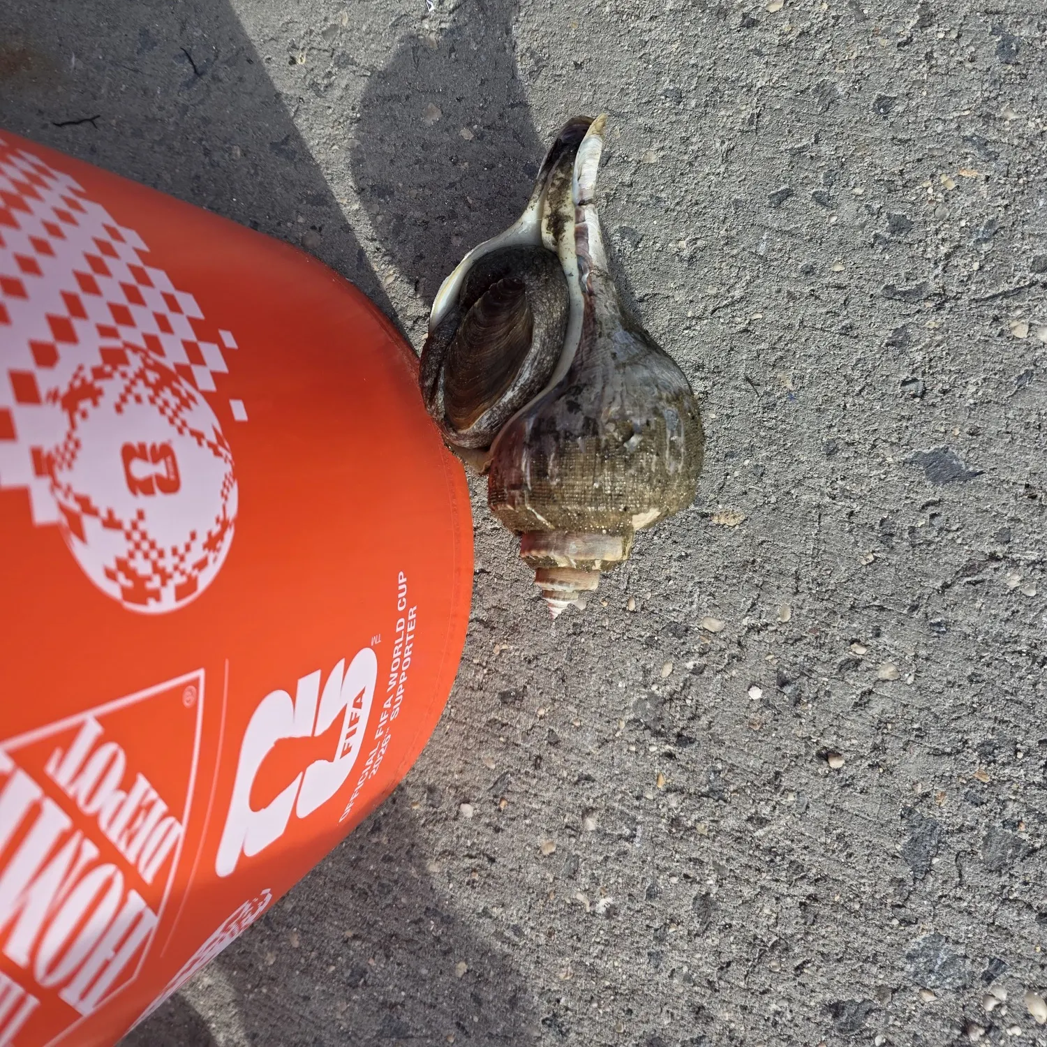The most recent Knobbed whelk catches on Fishbrain