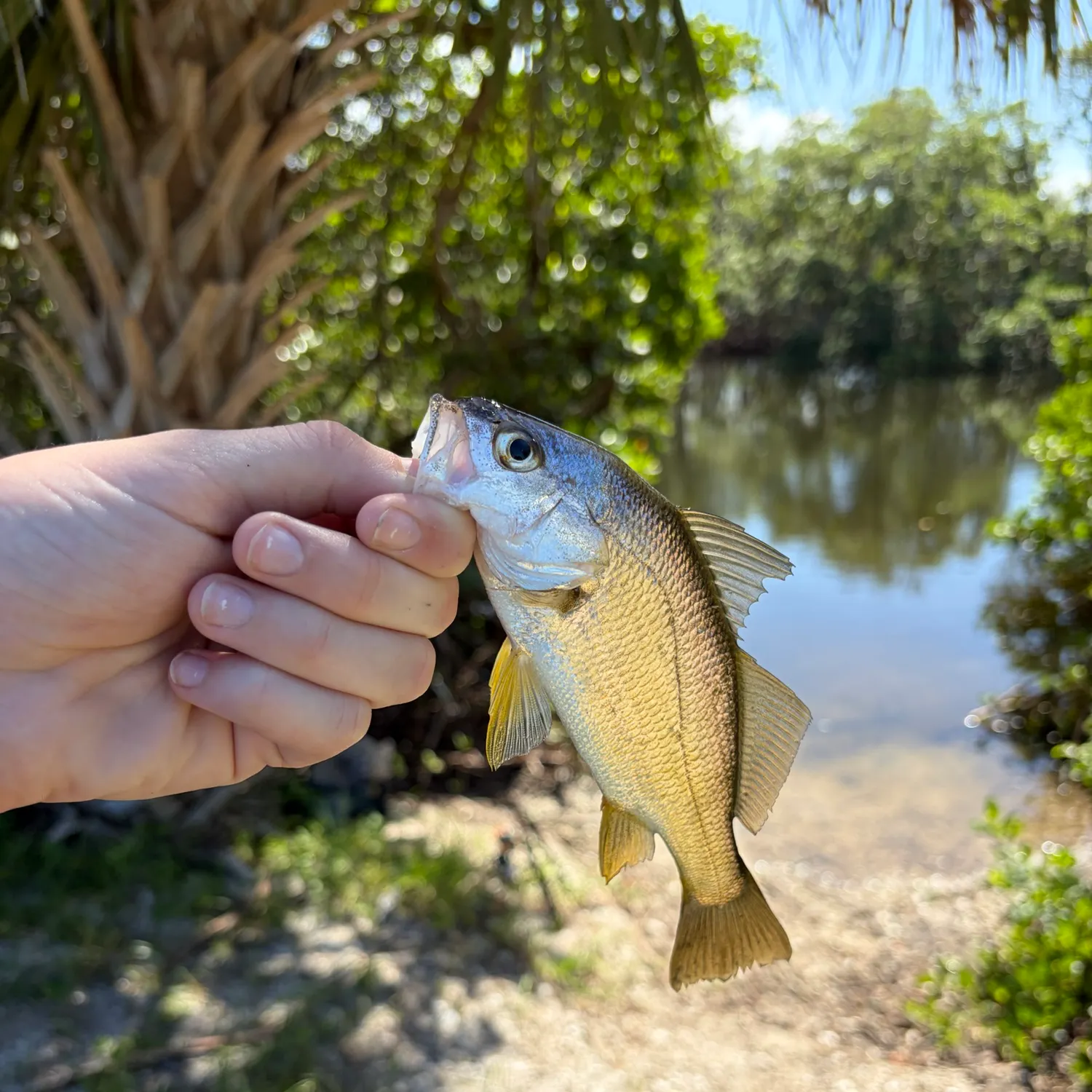 Sand seatrout caught on Fishbrain