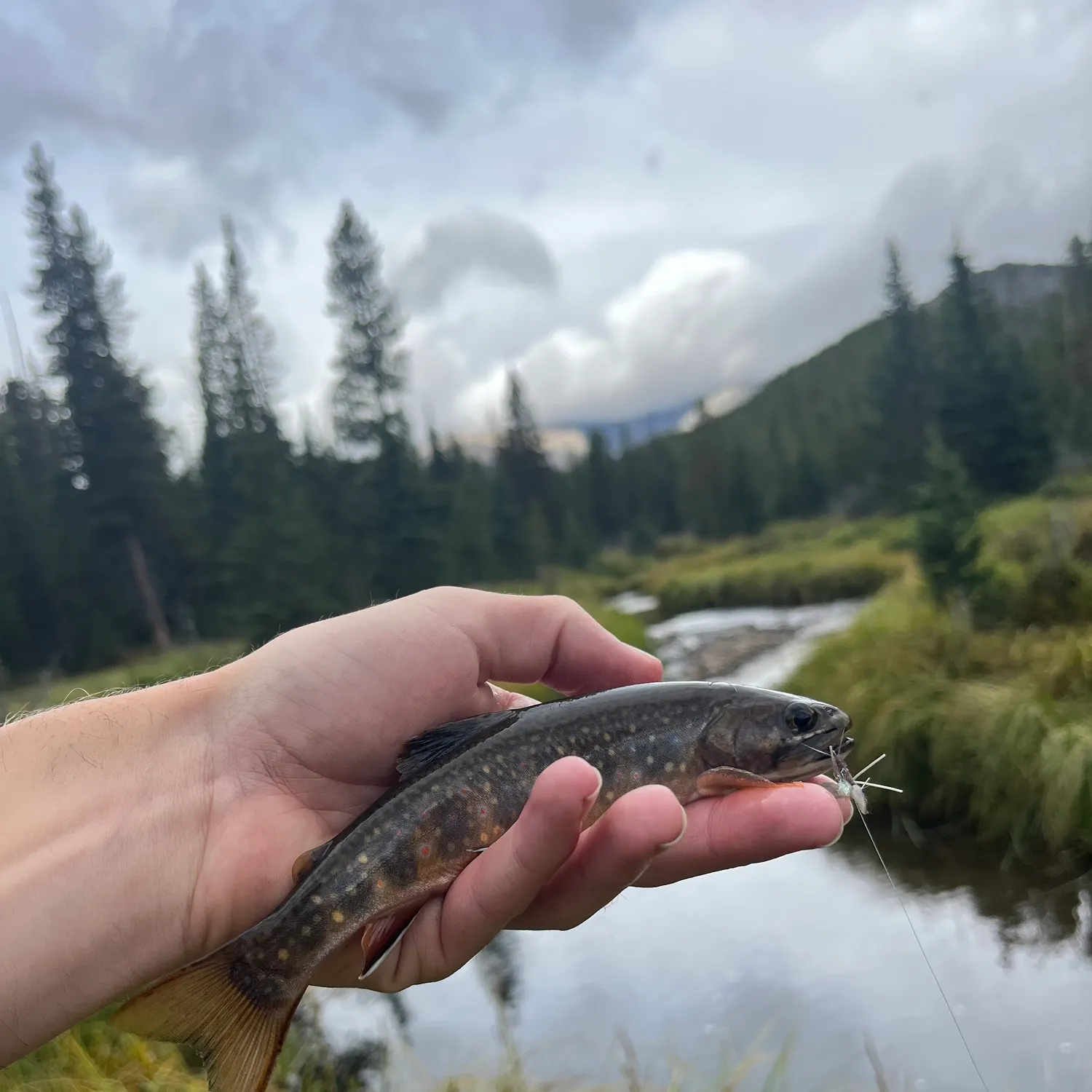 Brook trout caught on Fishbrain