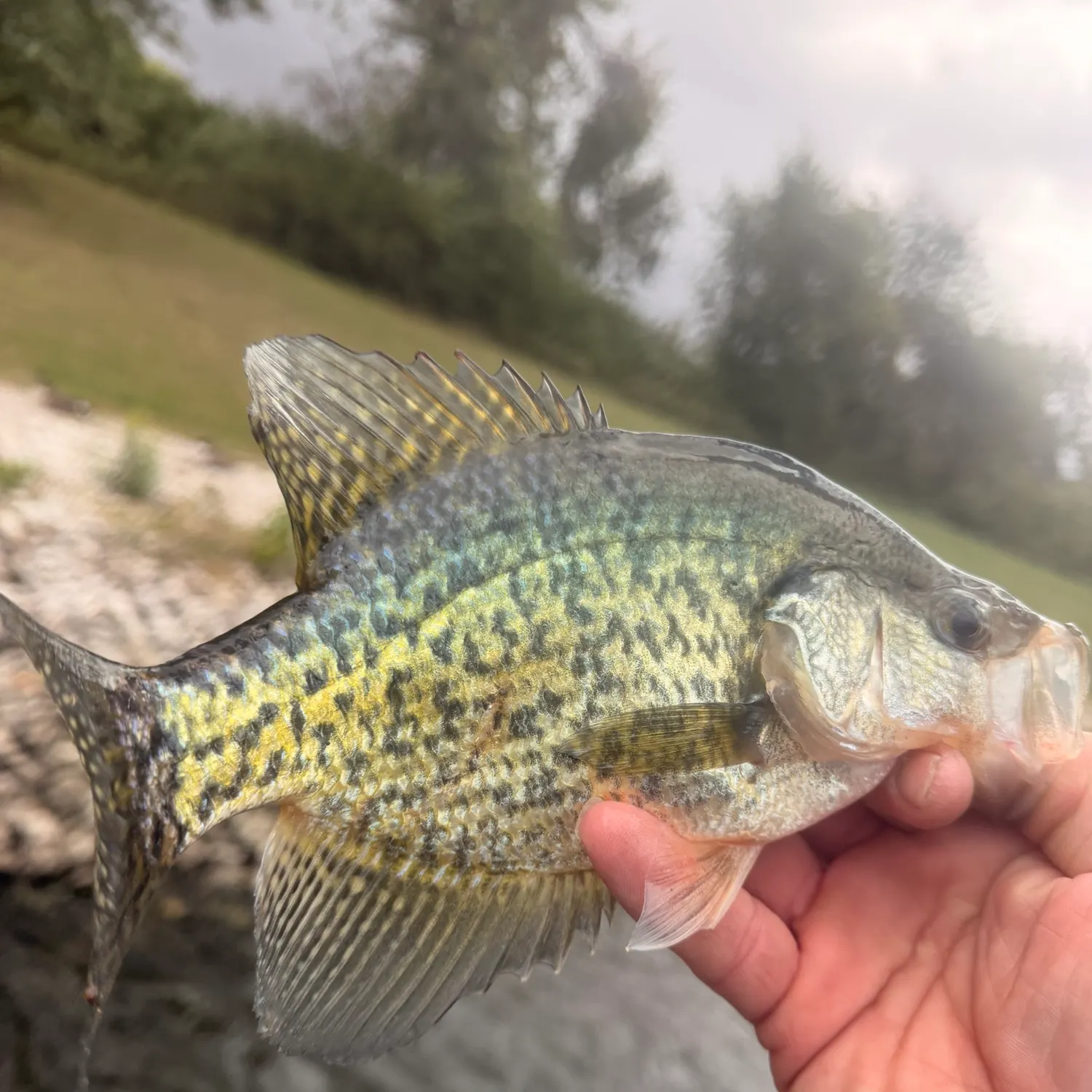 Black crappie caught on Fishbrain