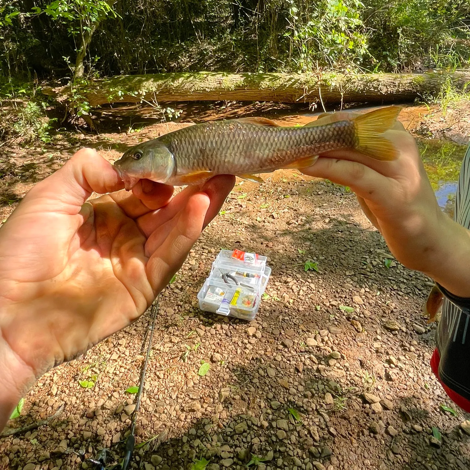 angler catch
