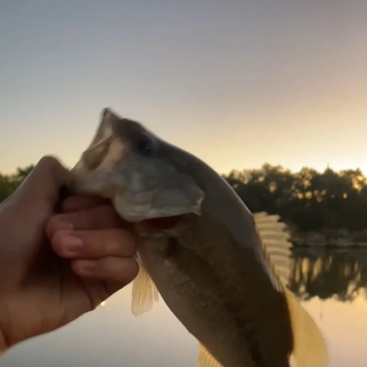 Largemouth bass caught on Fishbrain