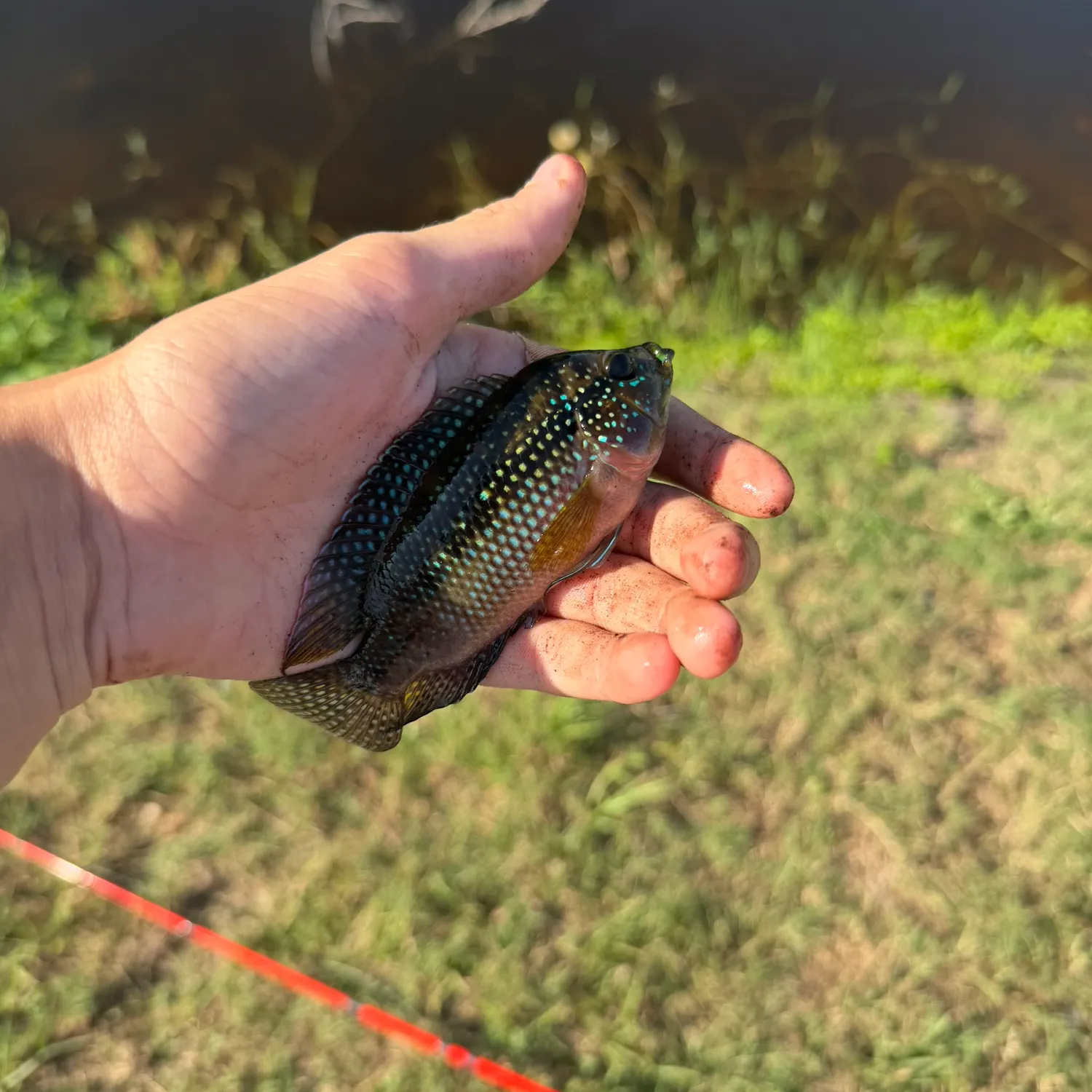 The most recent Jack Dempsey cichlid catches on Fishbrain