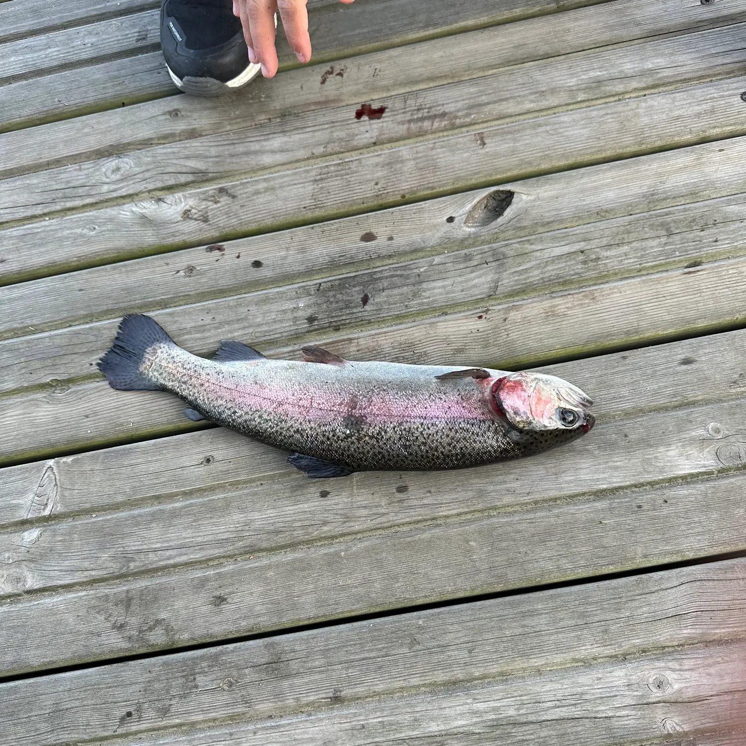 Rainbow trout caught on Fishbrain