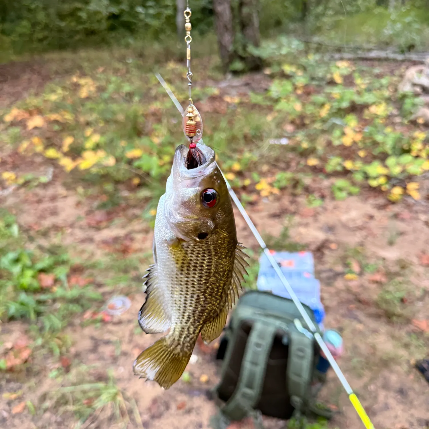 Rock bass caught on Fishbrain