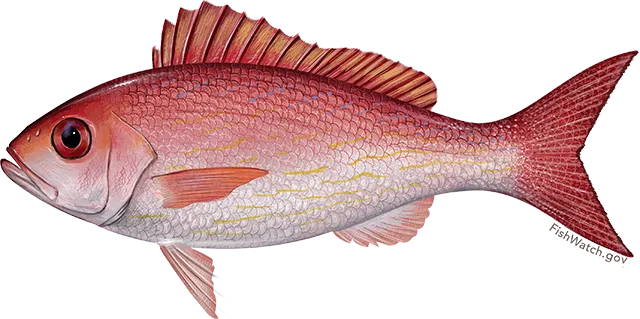 Vermilion snapper