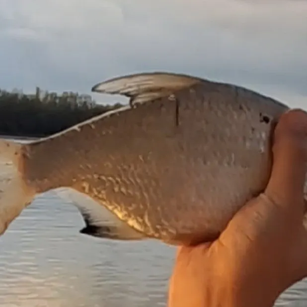 The most recent White bream catches on Fishbrain