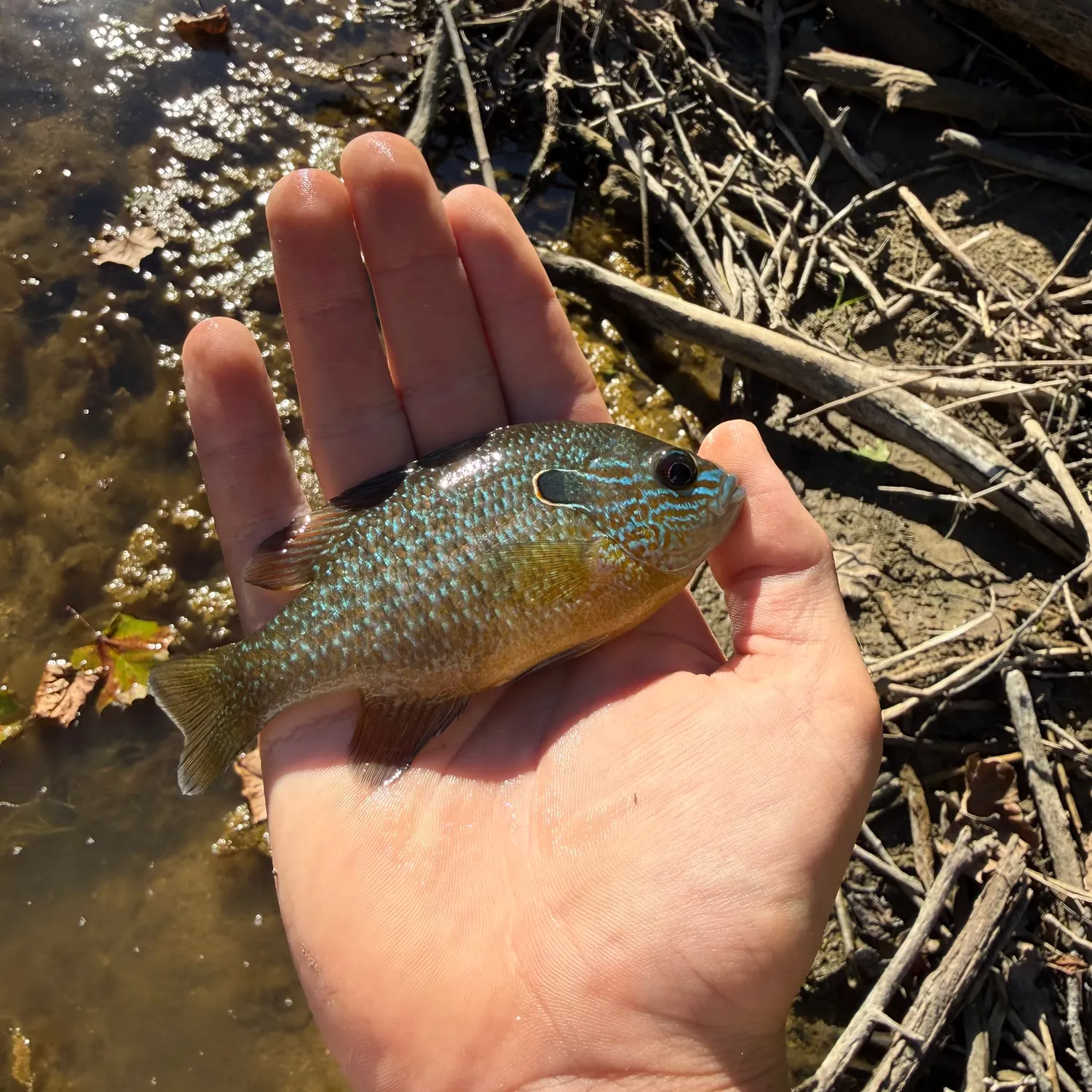 Longear sunfish caught on Fishbrain
