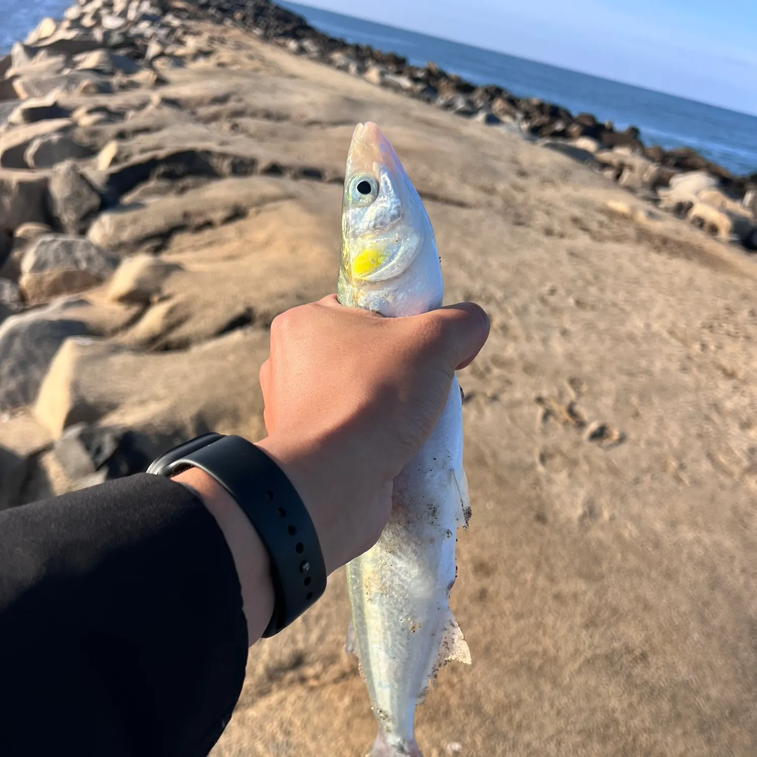 The most recent Jack silverside catches on Fishbrain