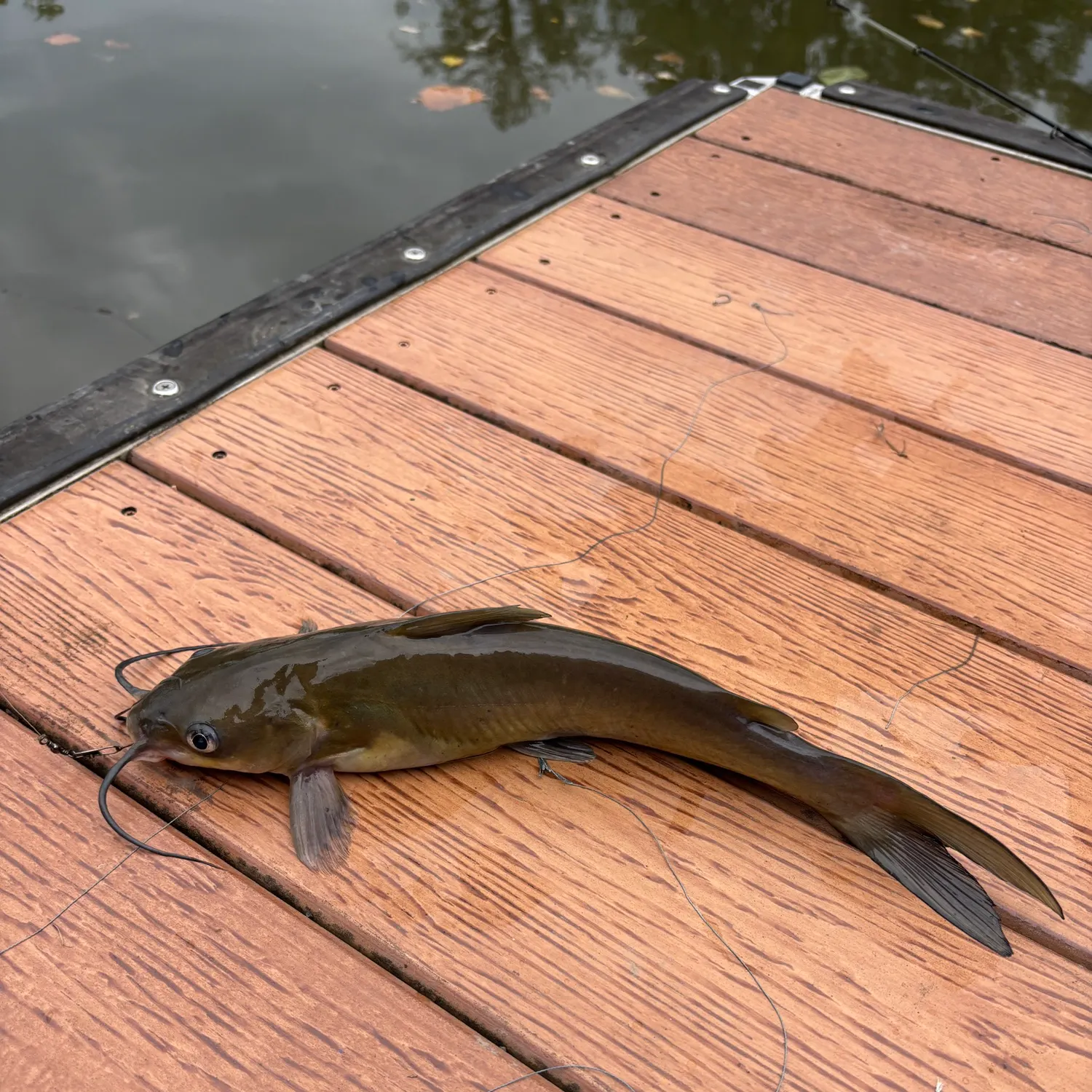 Channel catfish caught on Fishbrain
