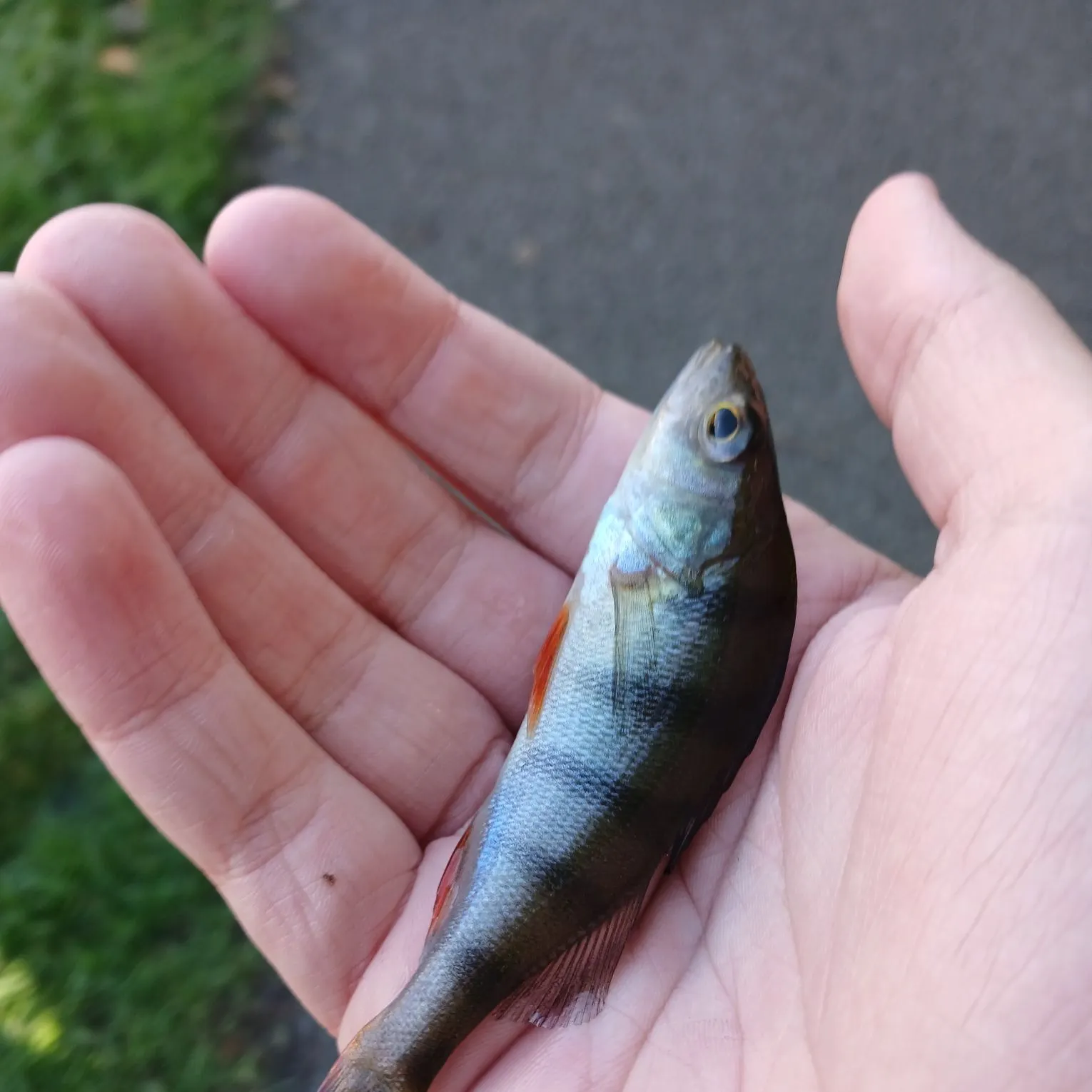 European perch caught on Fishbrain