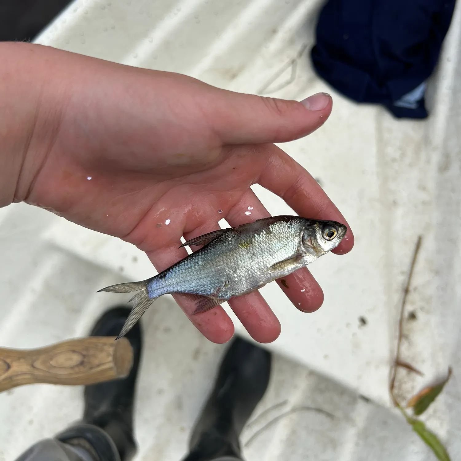 The most recent Zope catches on Fishbrain
