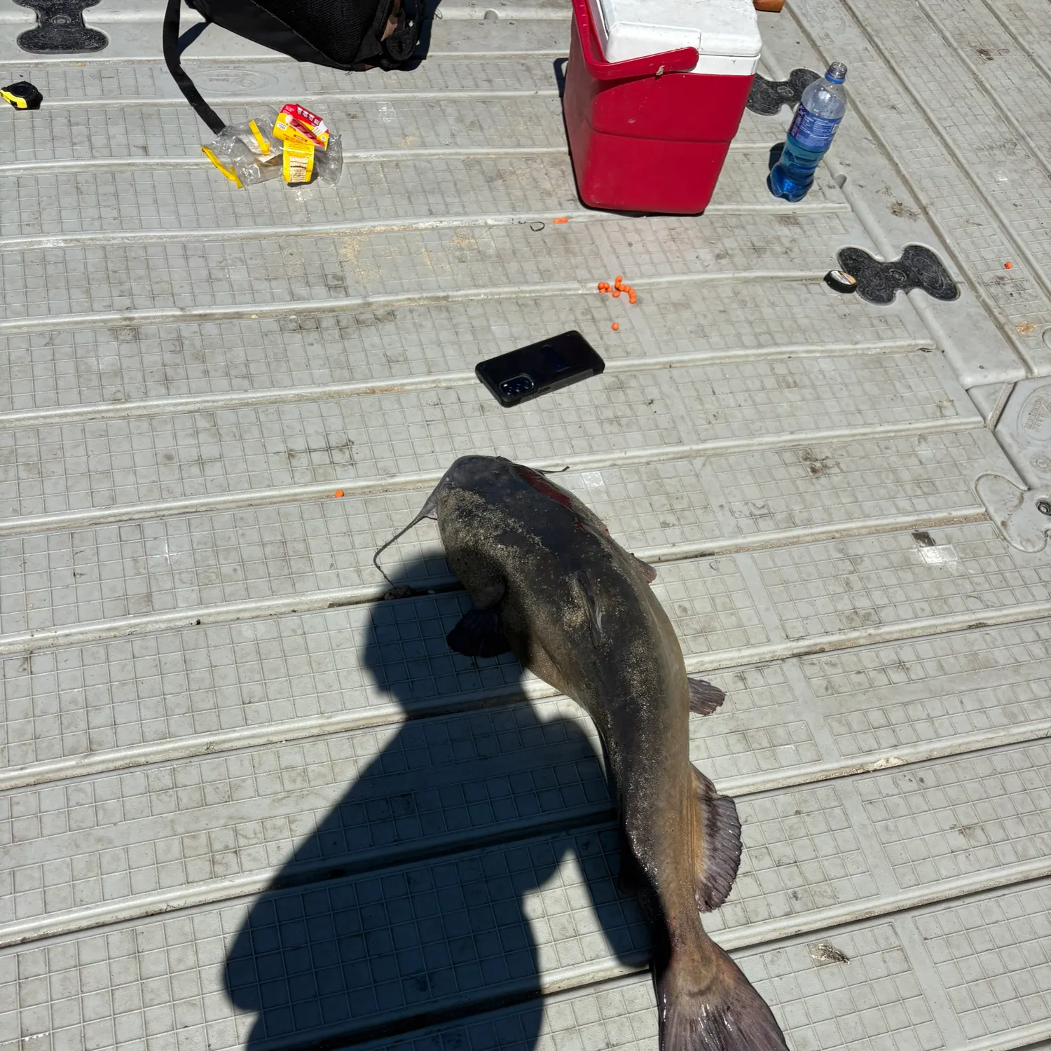 Channel catfish caught on Fishbrain