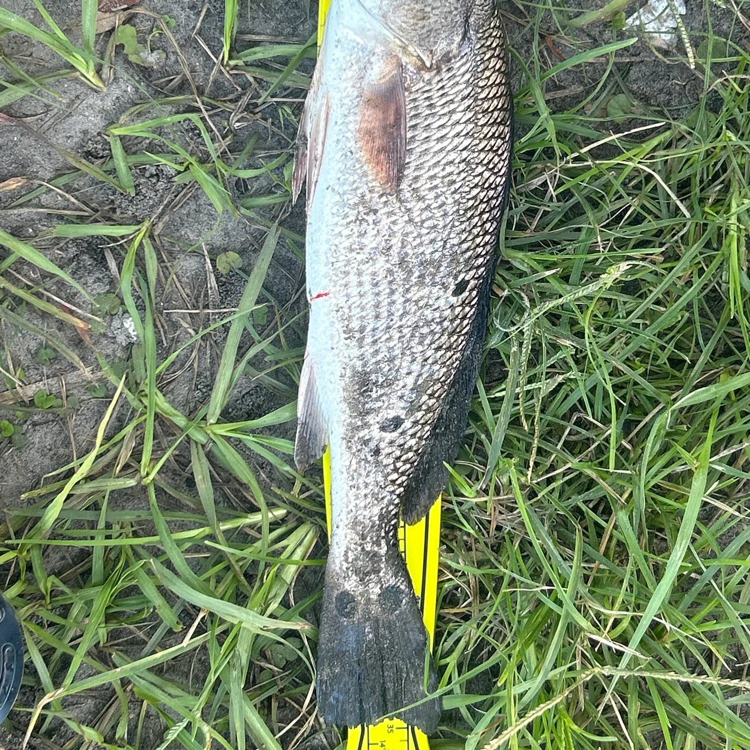 Red drum caught on Fishbrain