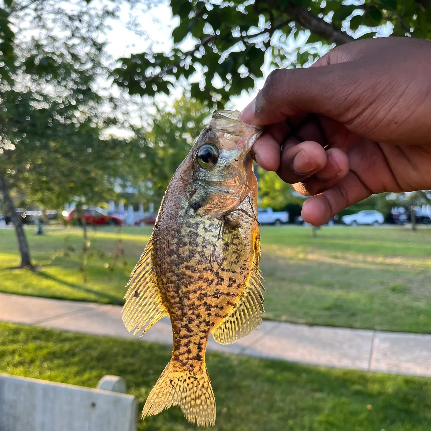 catch