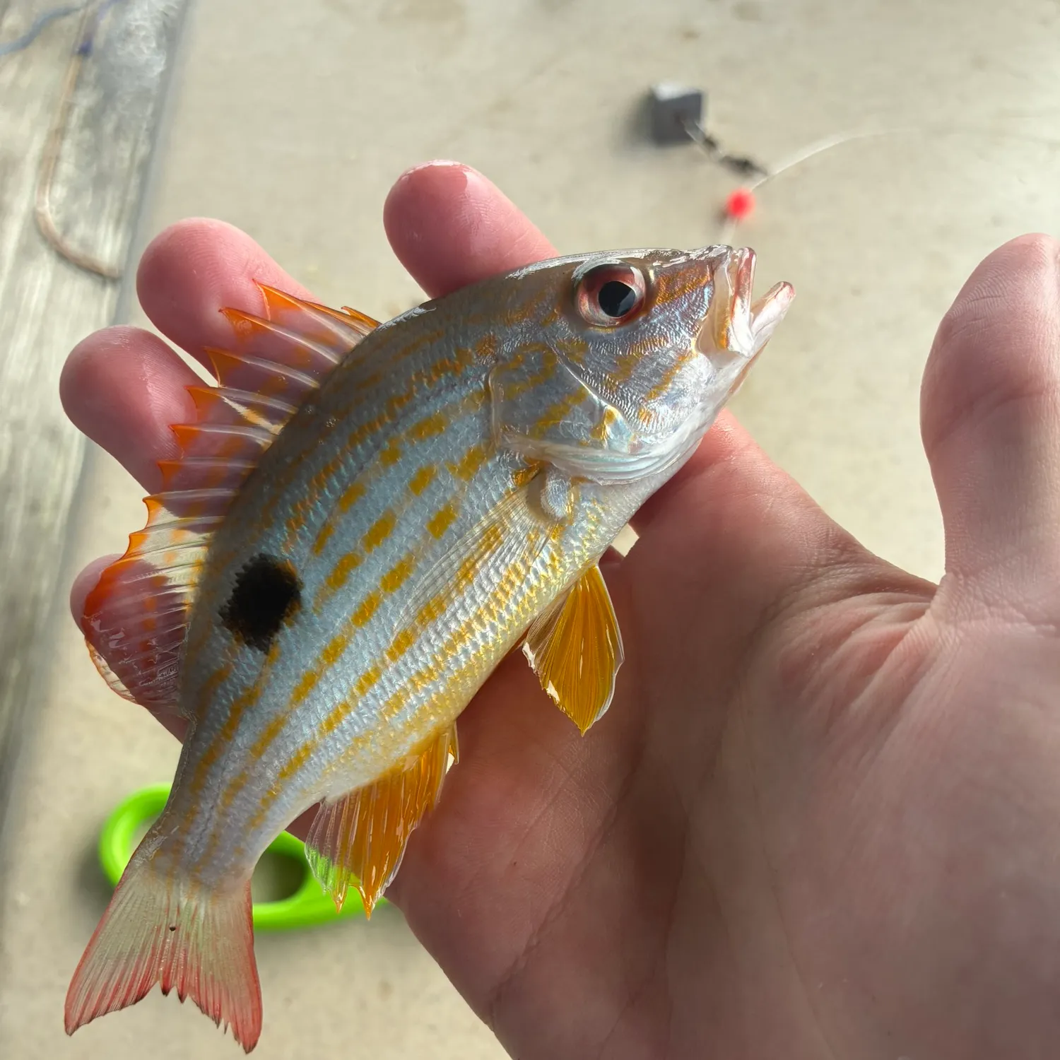 recently logged catches