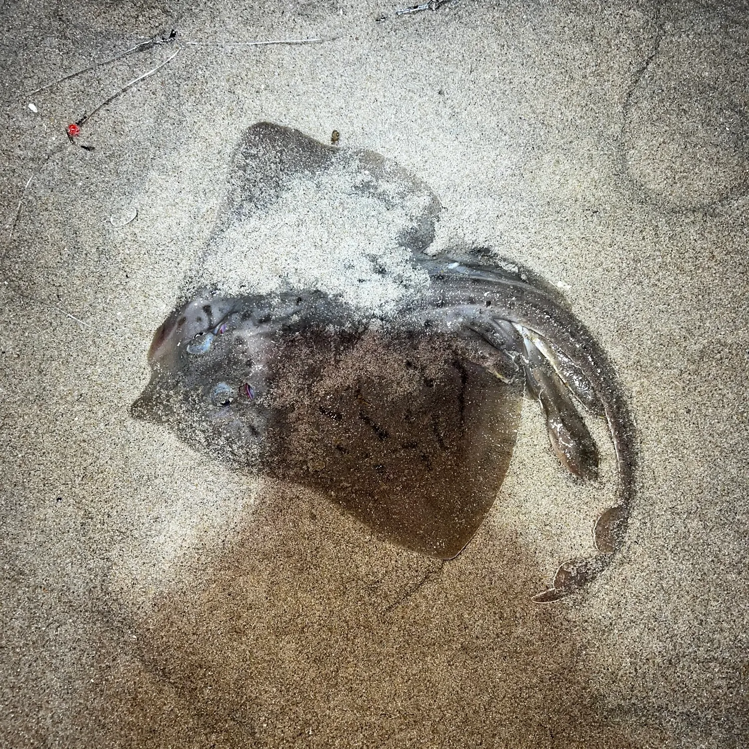 The most recent Clearnose skate catches on Fishbrain