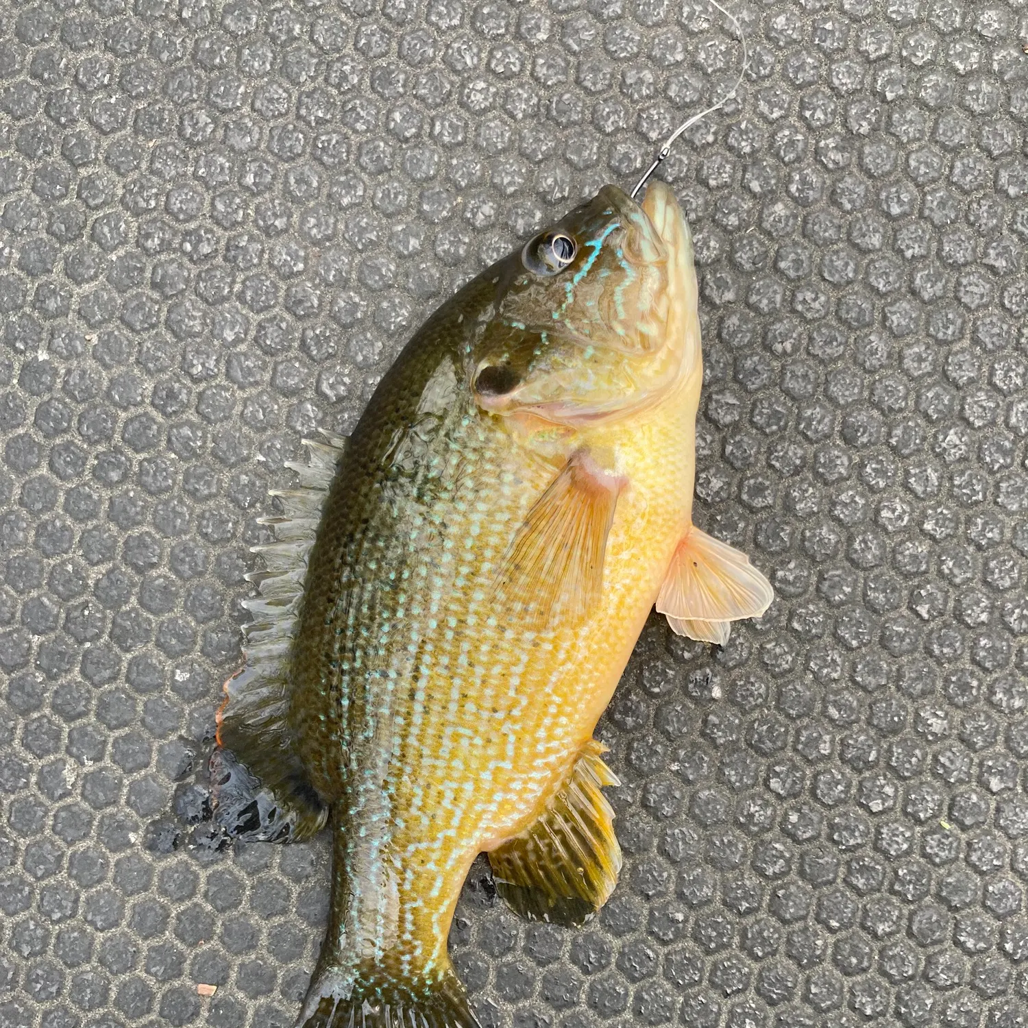 The most recent Green sunfish catches on Fishbrain