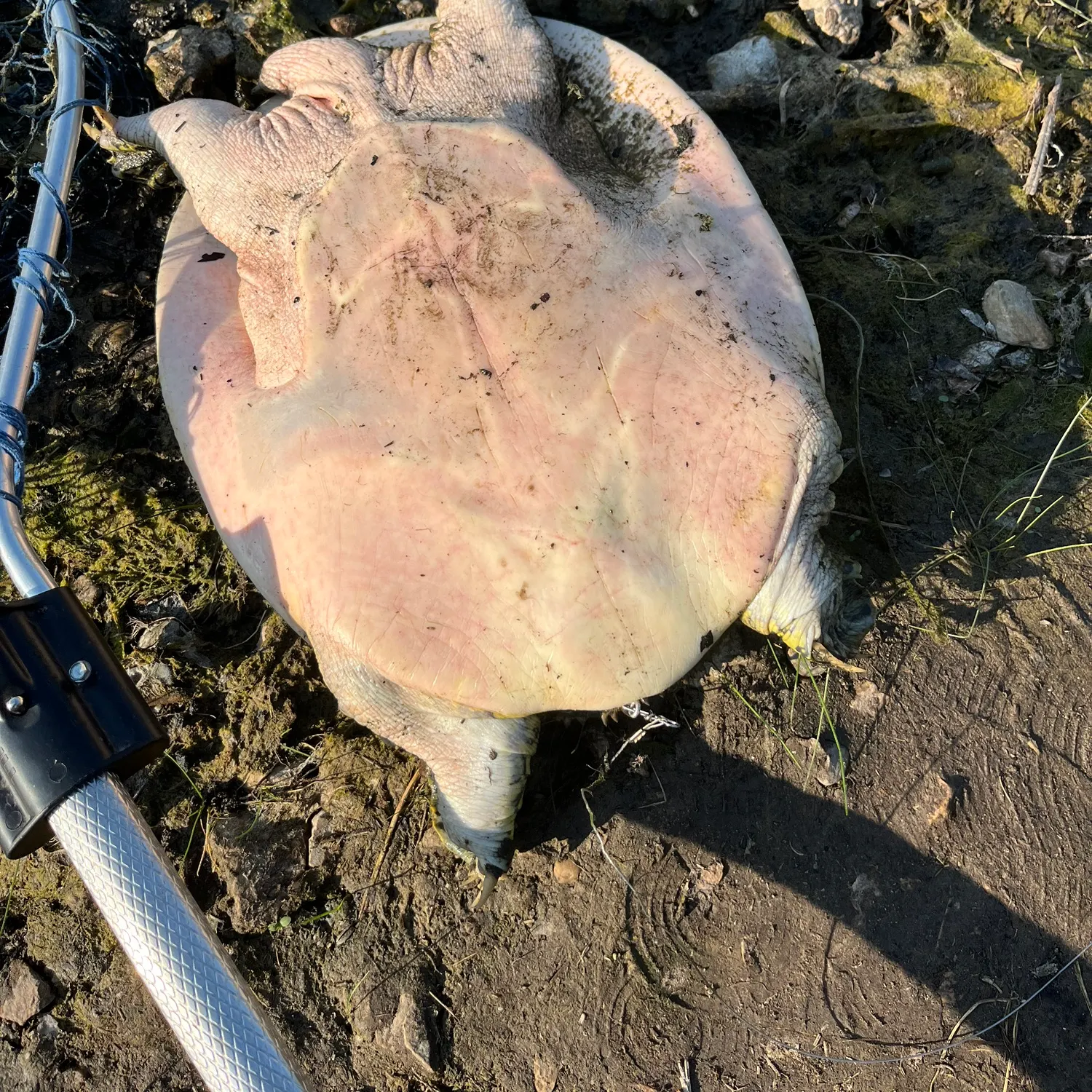 The most recent Spiny softshell turtle catches on Fishbrain