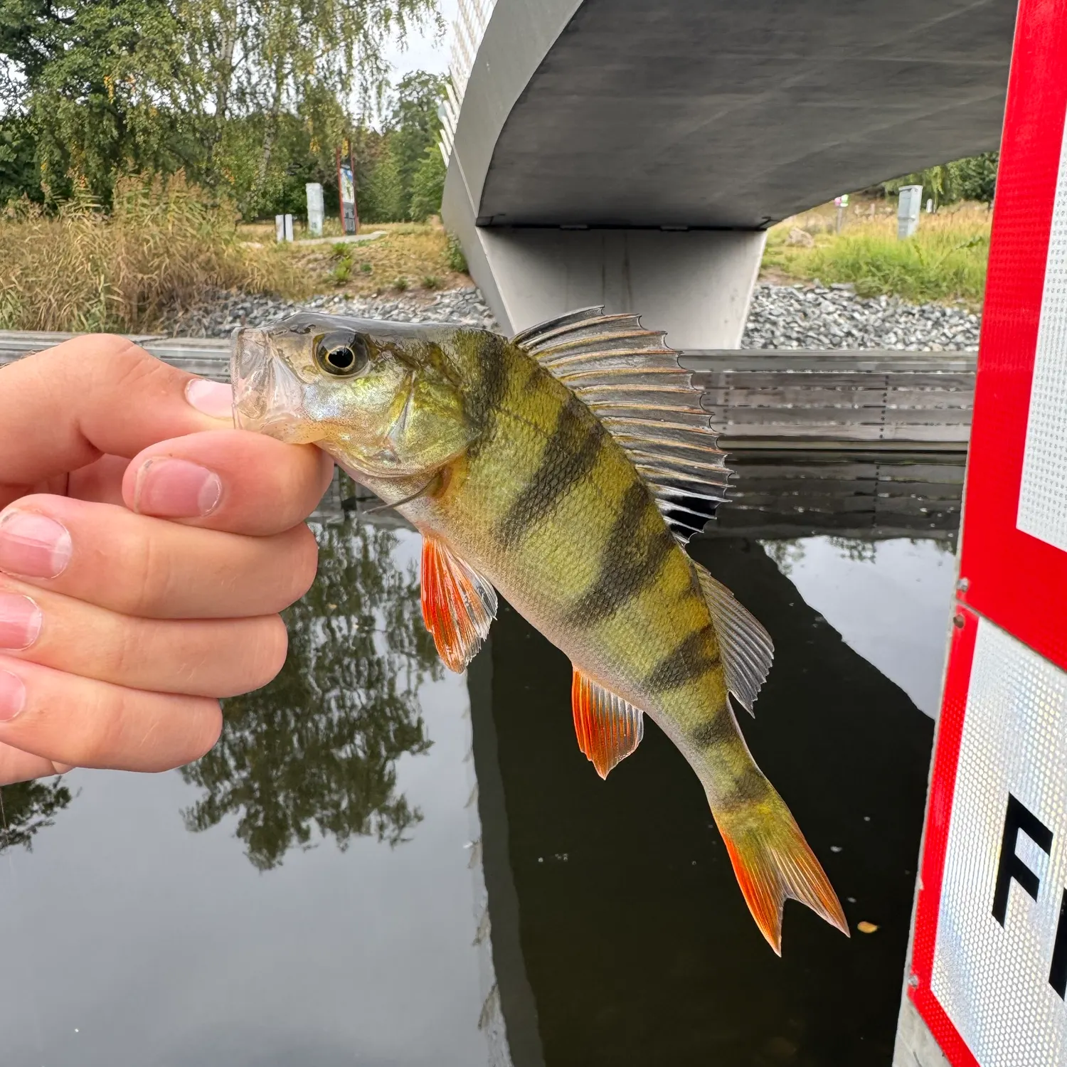 European perch caught on Fishbrain