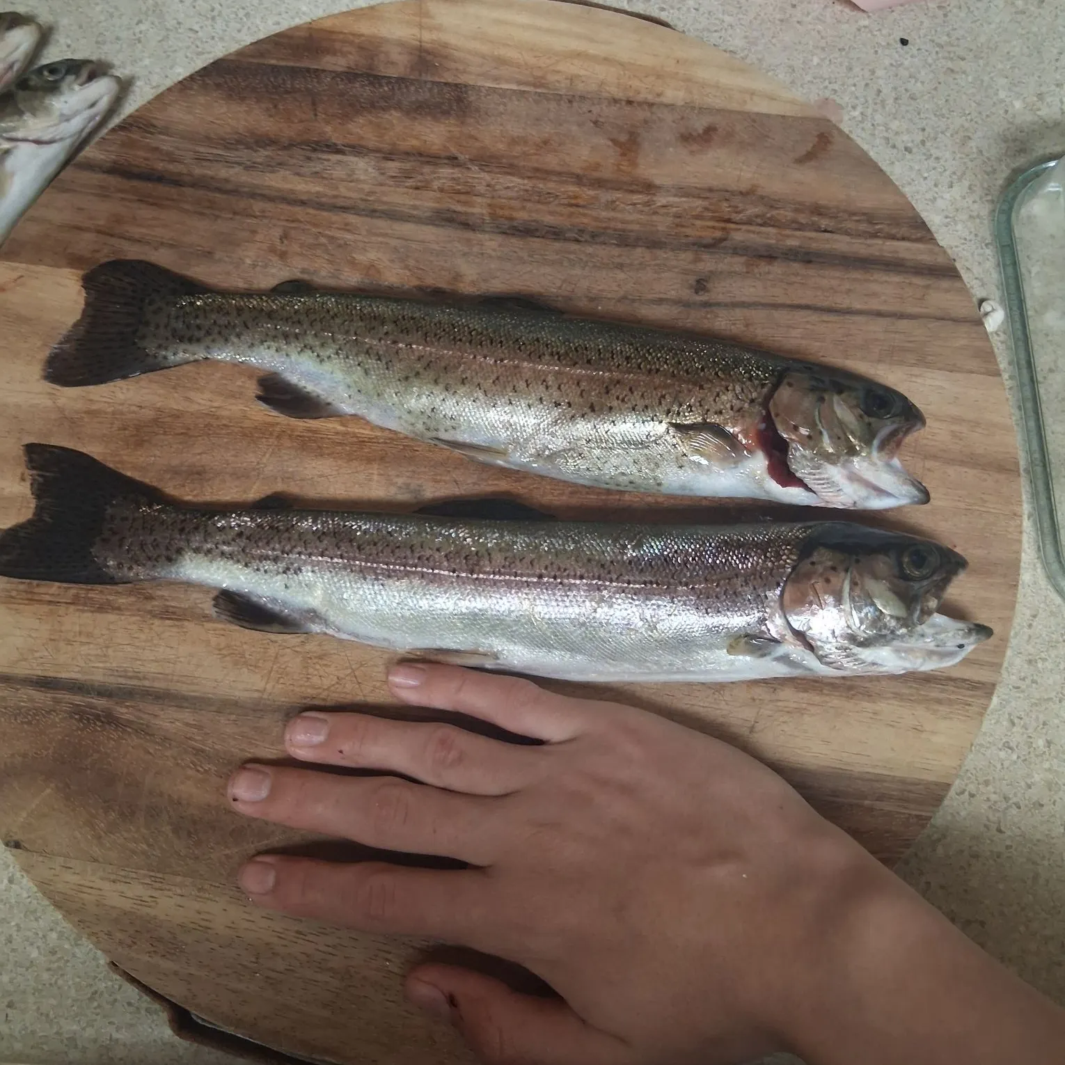 Rainbow trout caught on Fishbrain