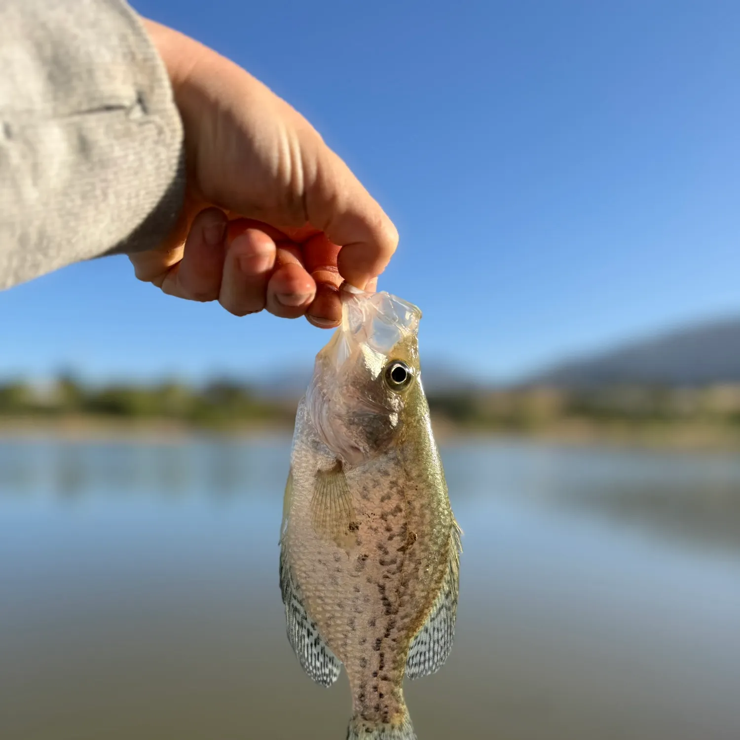 Black crappie caught on Fishbrain
