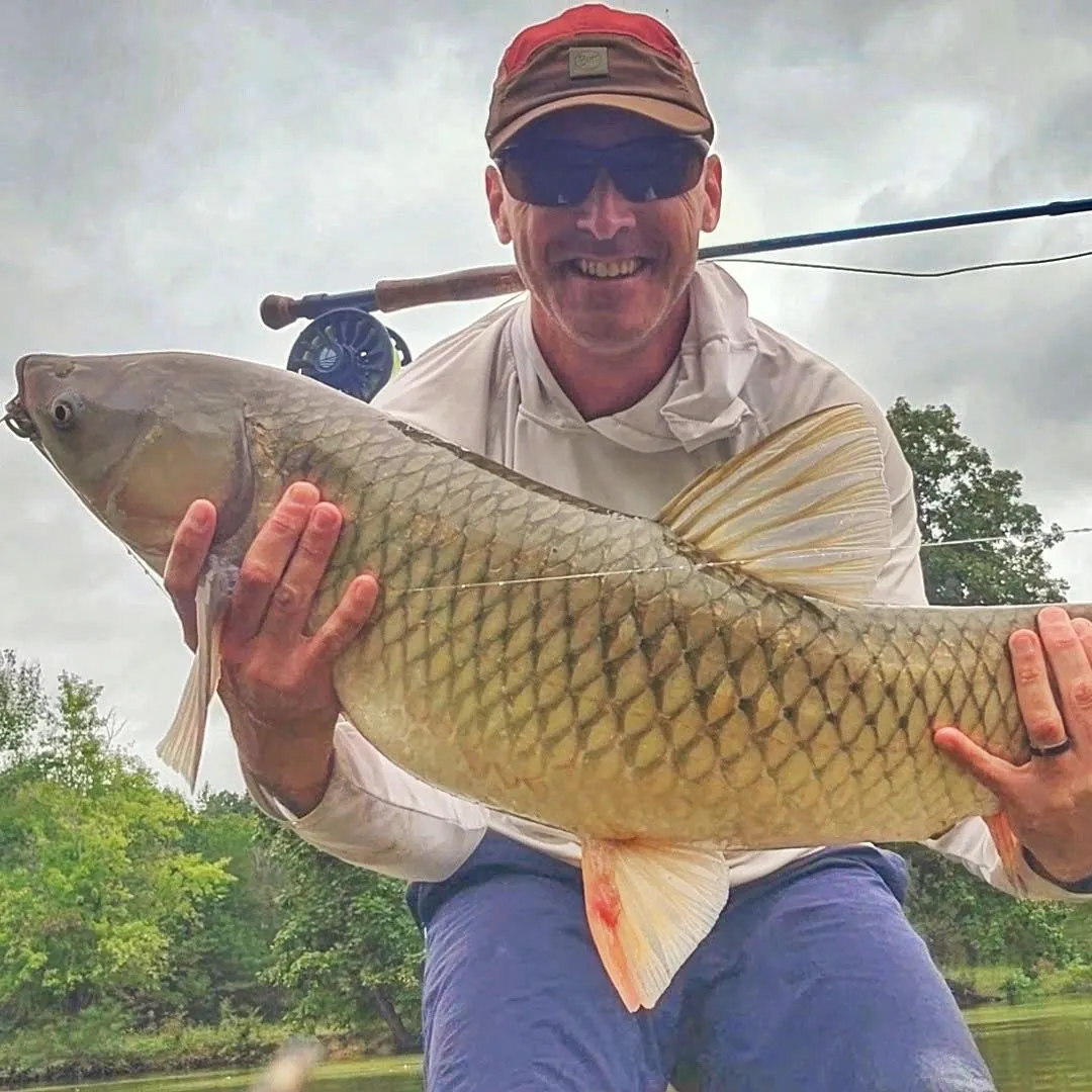 Grass carp caught on Fishbrain