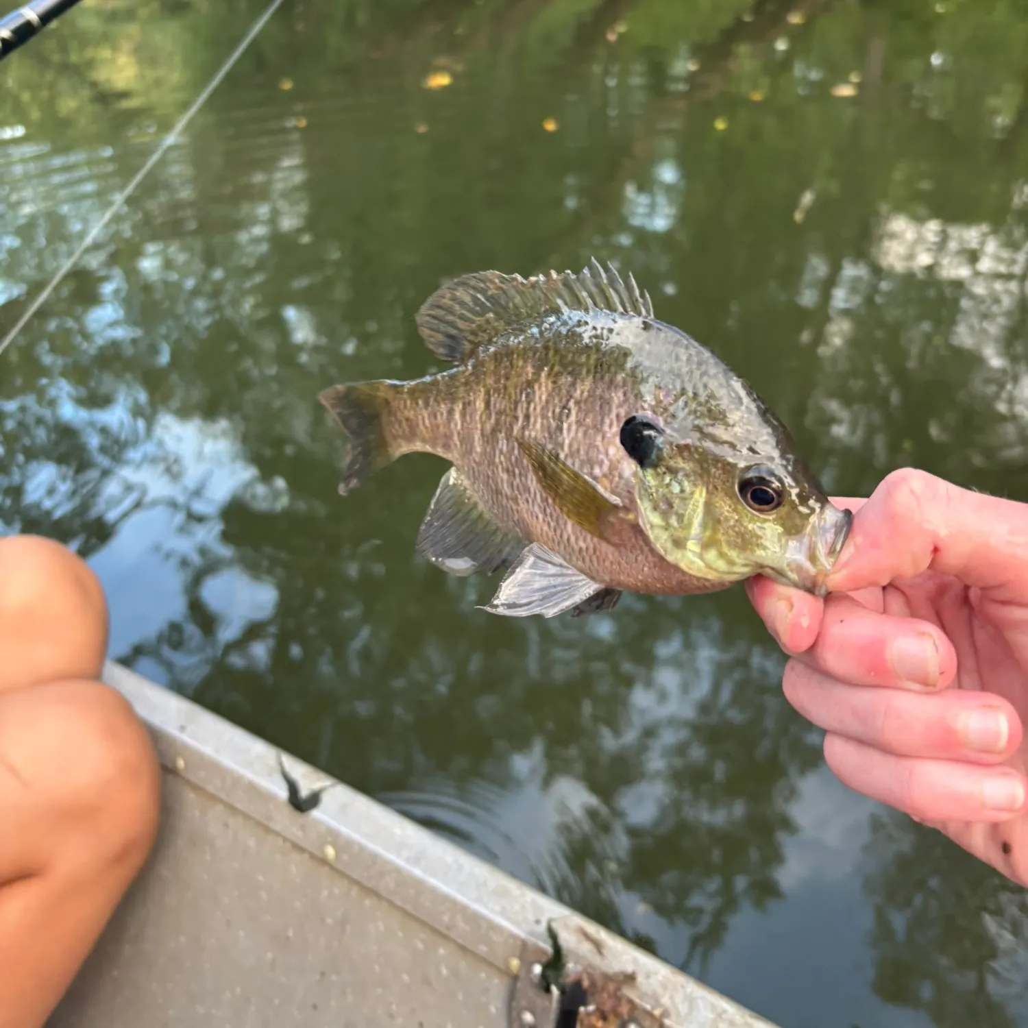 Bluegill caught on Fishbrain