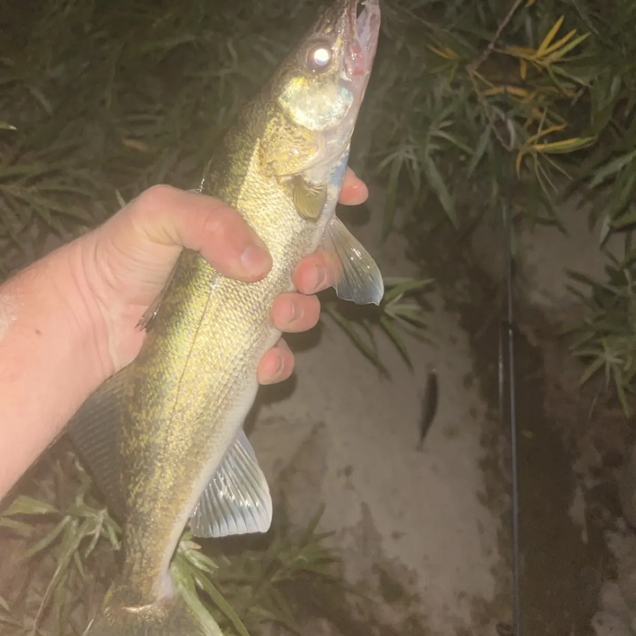Walleye caught on Fishbrain