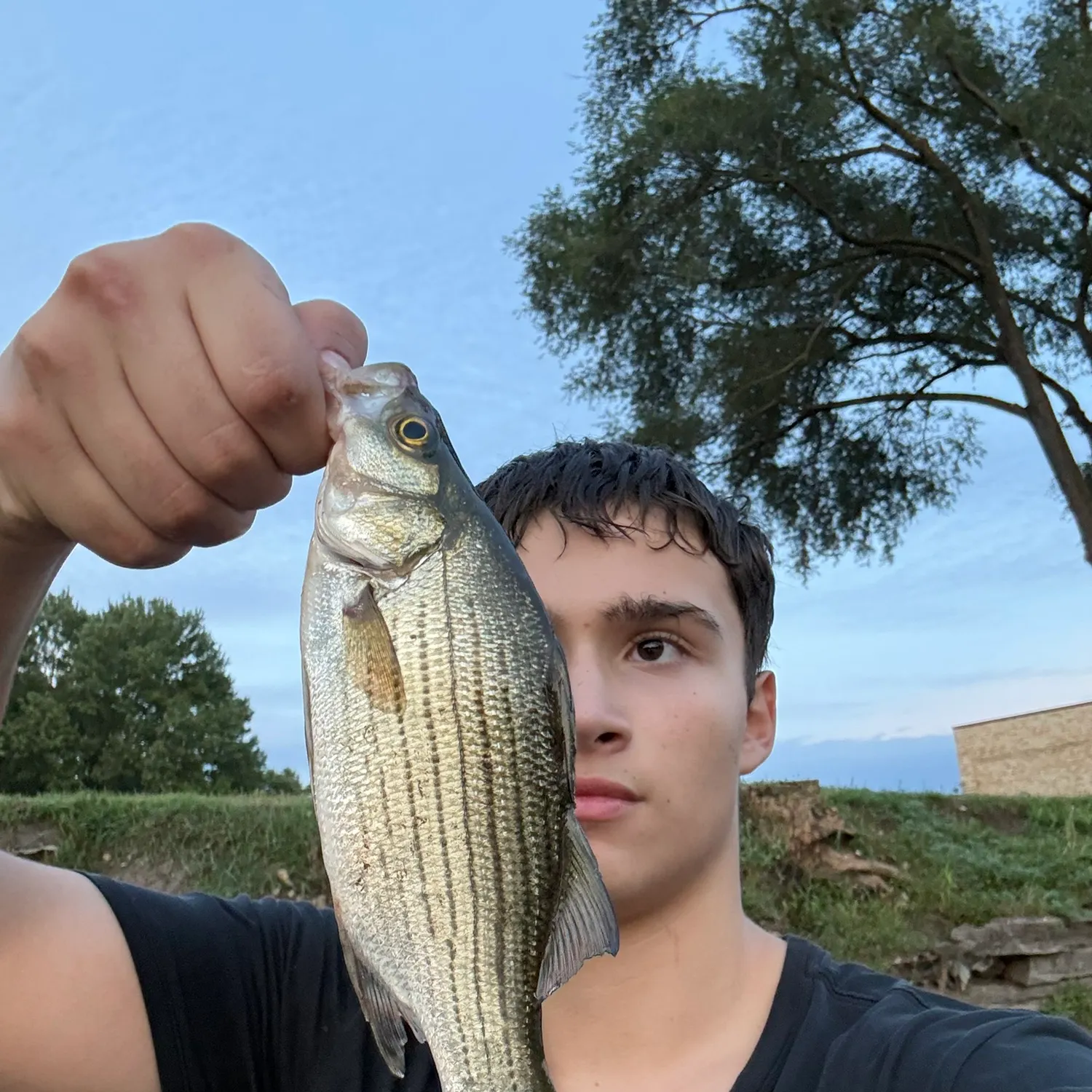 White bass caught on Fishbrain