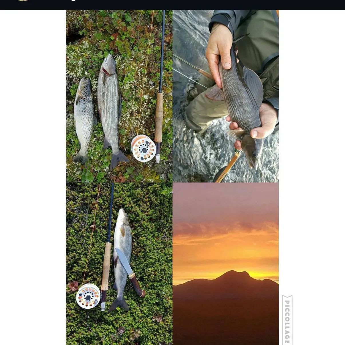 The most recent European grayling catches on Fishbrain