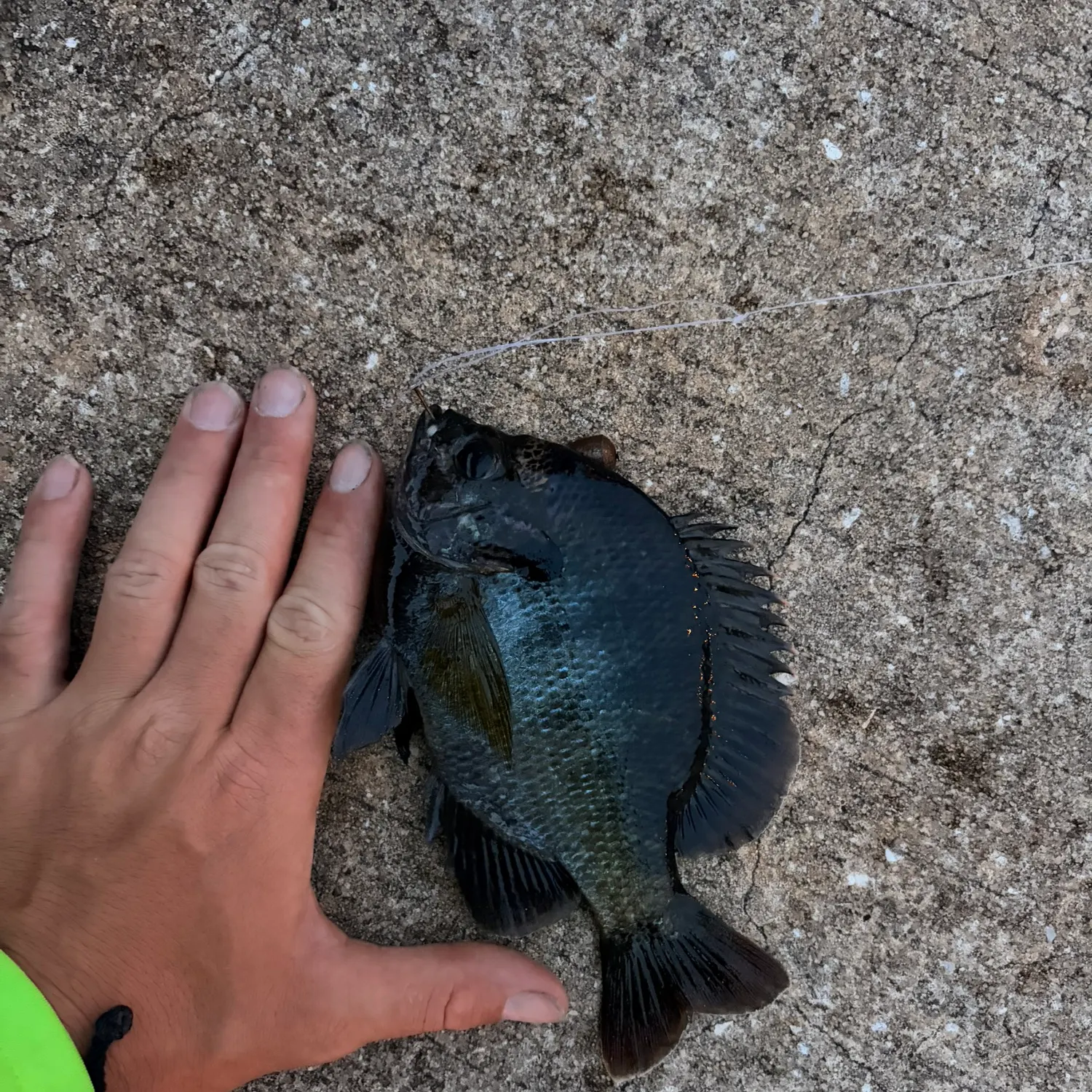 Bluegill caught on Fishbrain