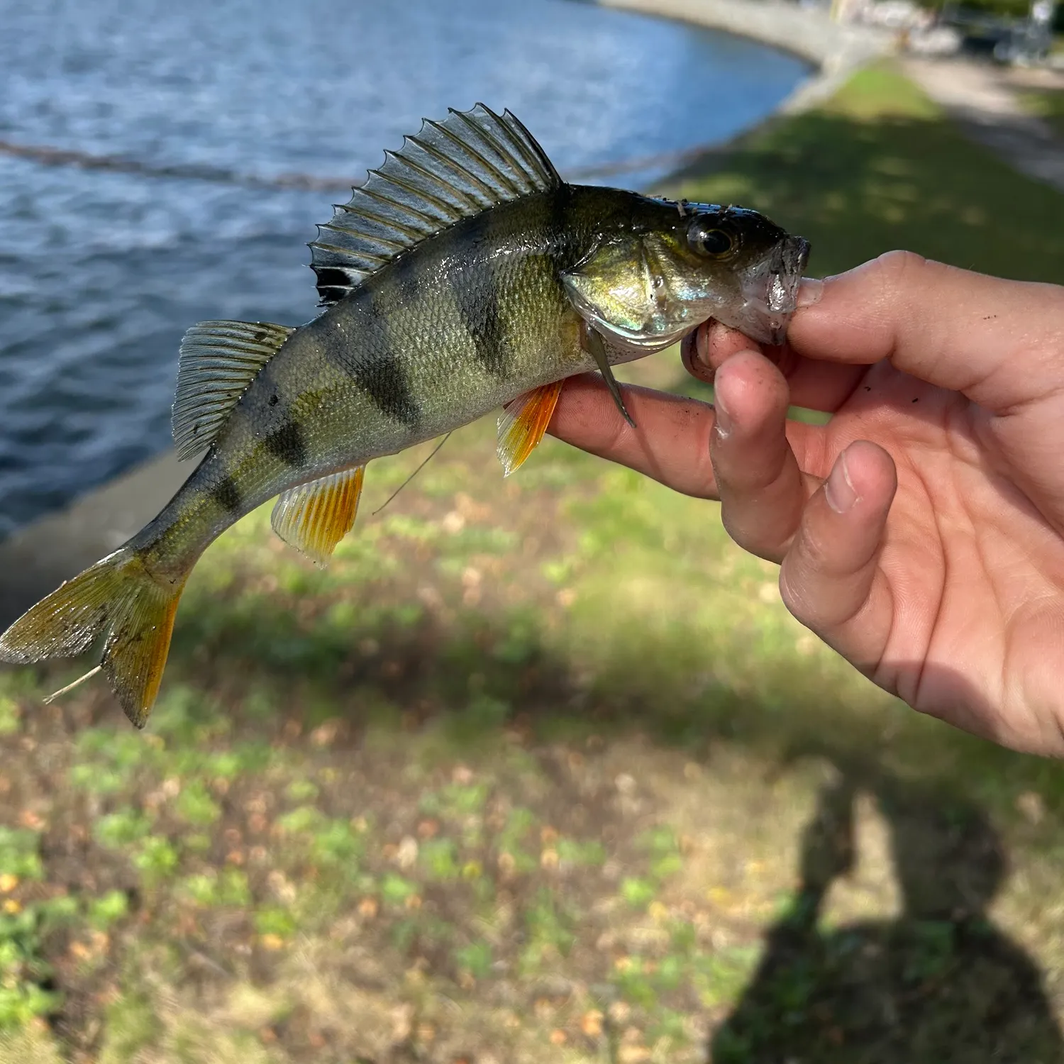 Fish caught on Fishbrain