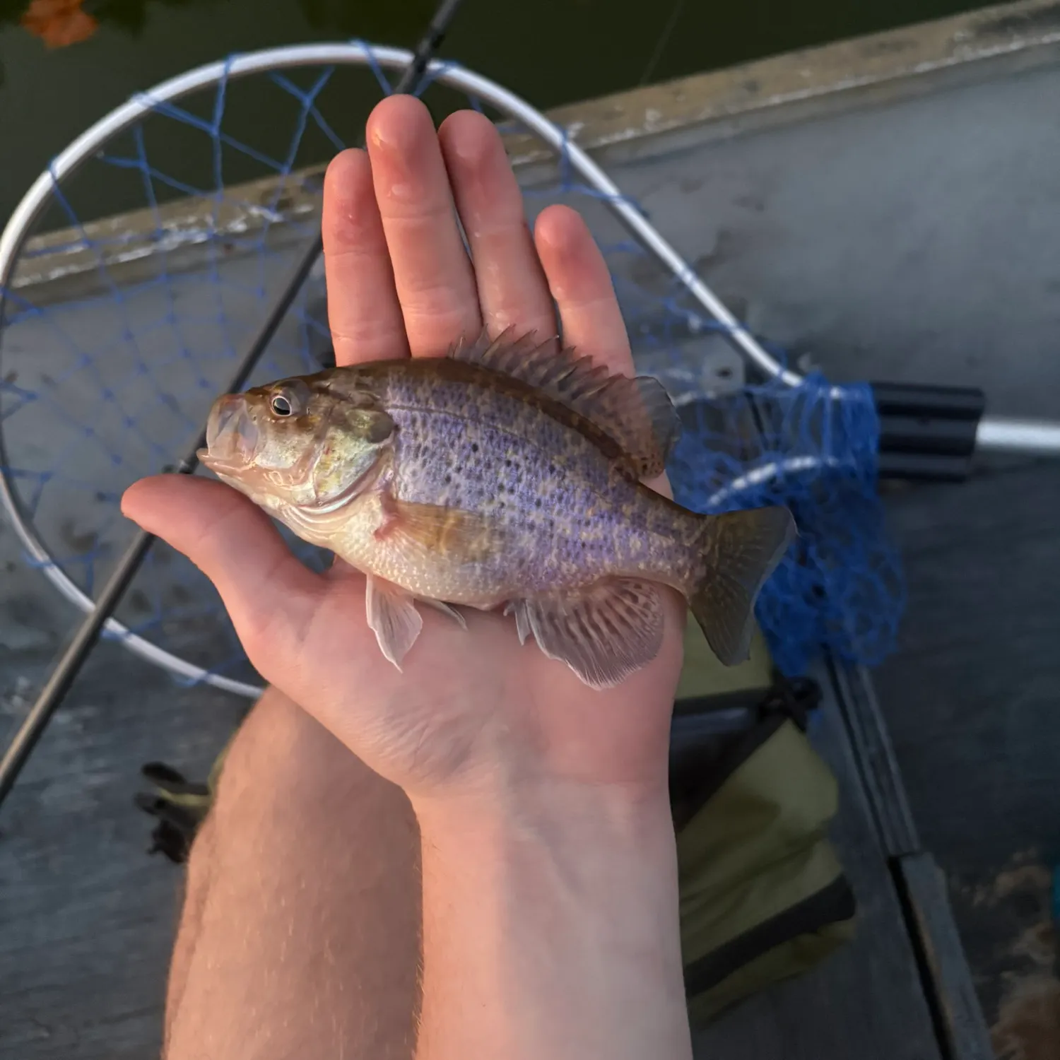 Warmouth caught on Fishbrain