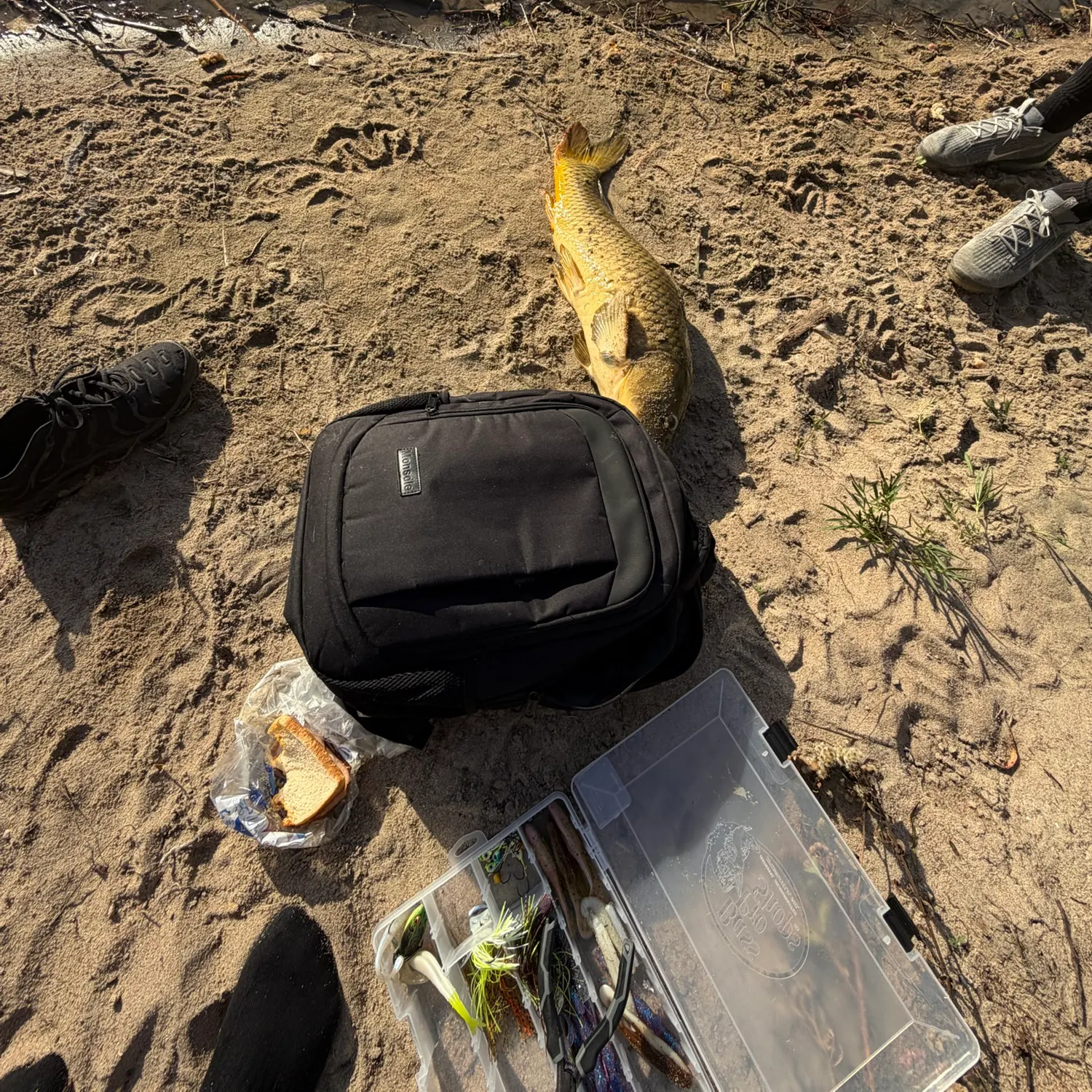 Common carp caught on Fishbrain