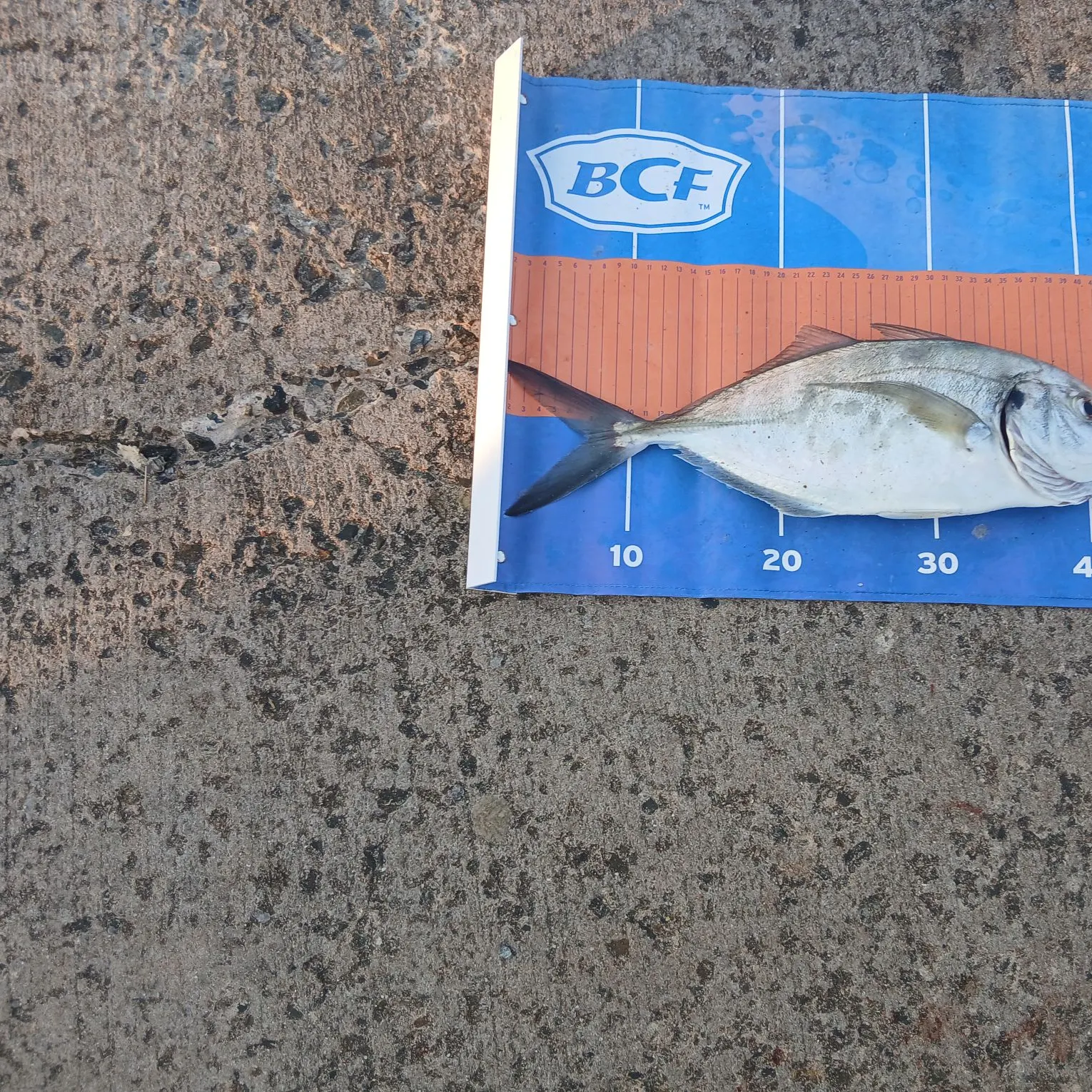 The most recent Silver trevally catches on Fishbrain