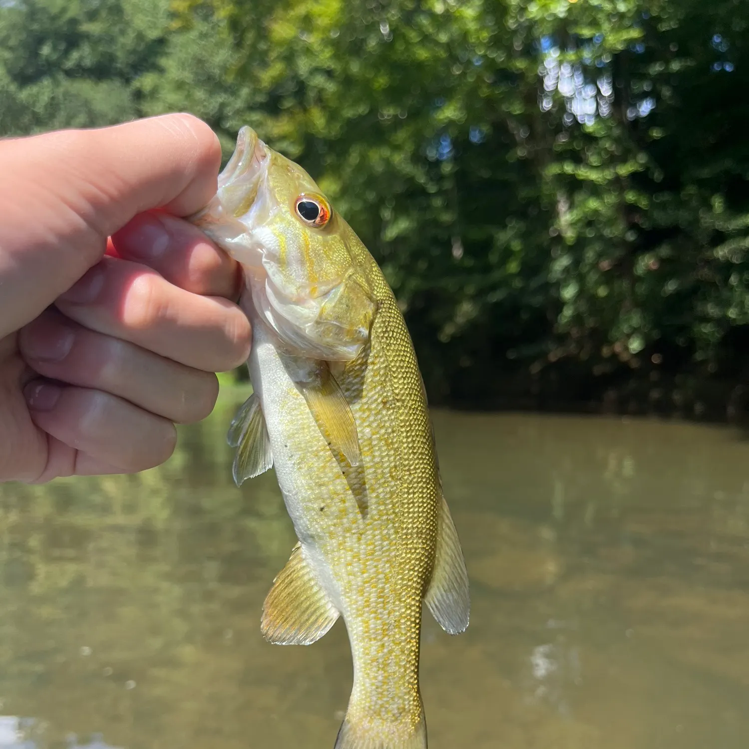 Smallmouth bass caught on Fishbrain