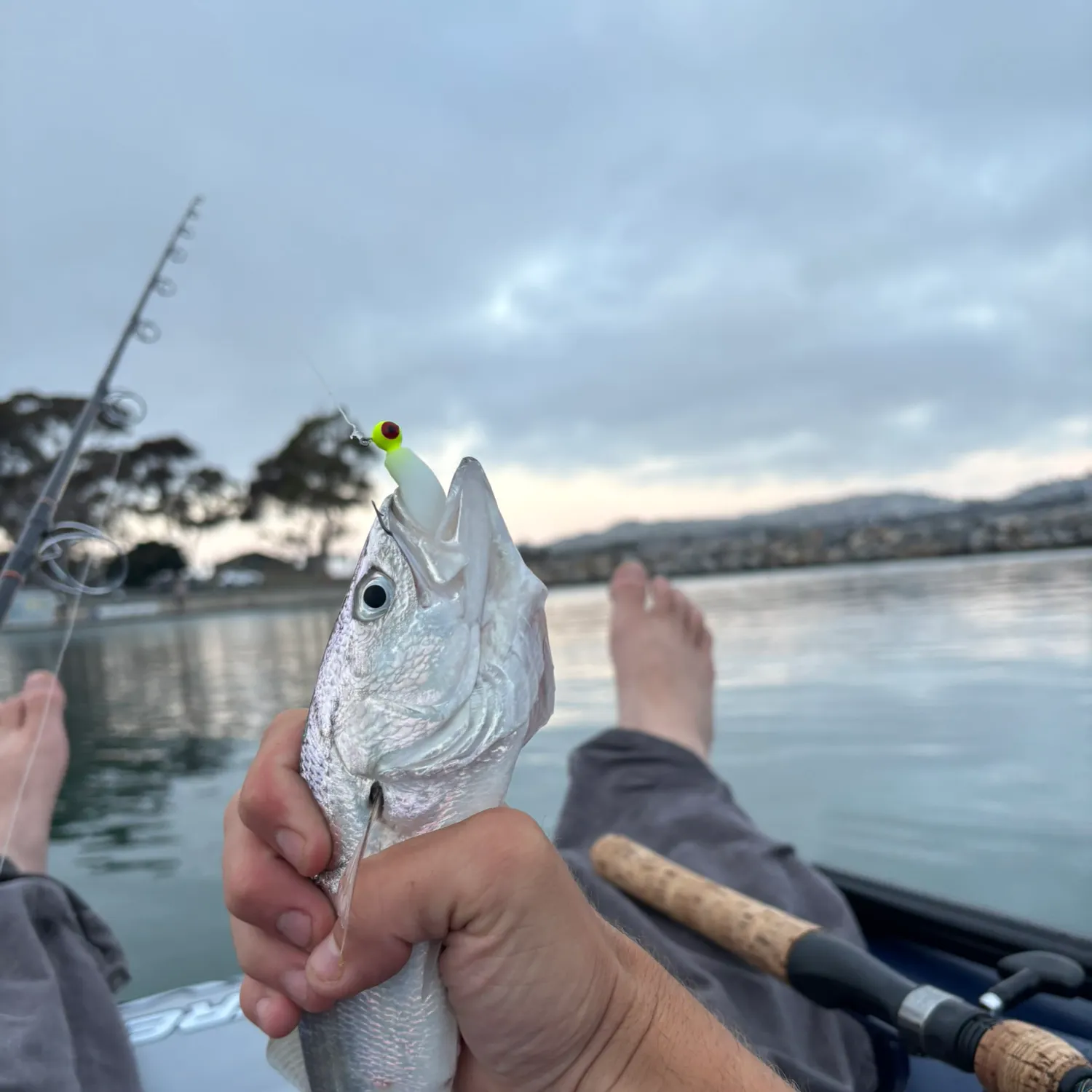 The most recent Queenfish catches on Fishbrain