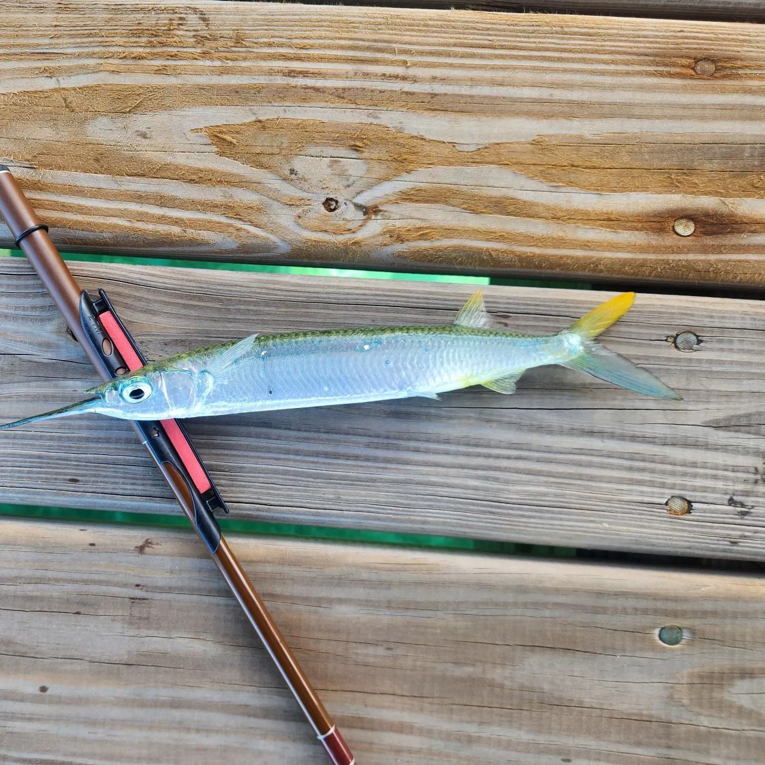 The most recent Ballyhoo halfbeak catches on Fishbrain