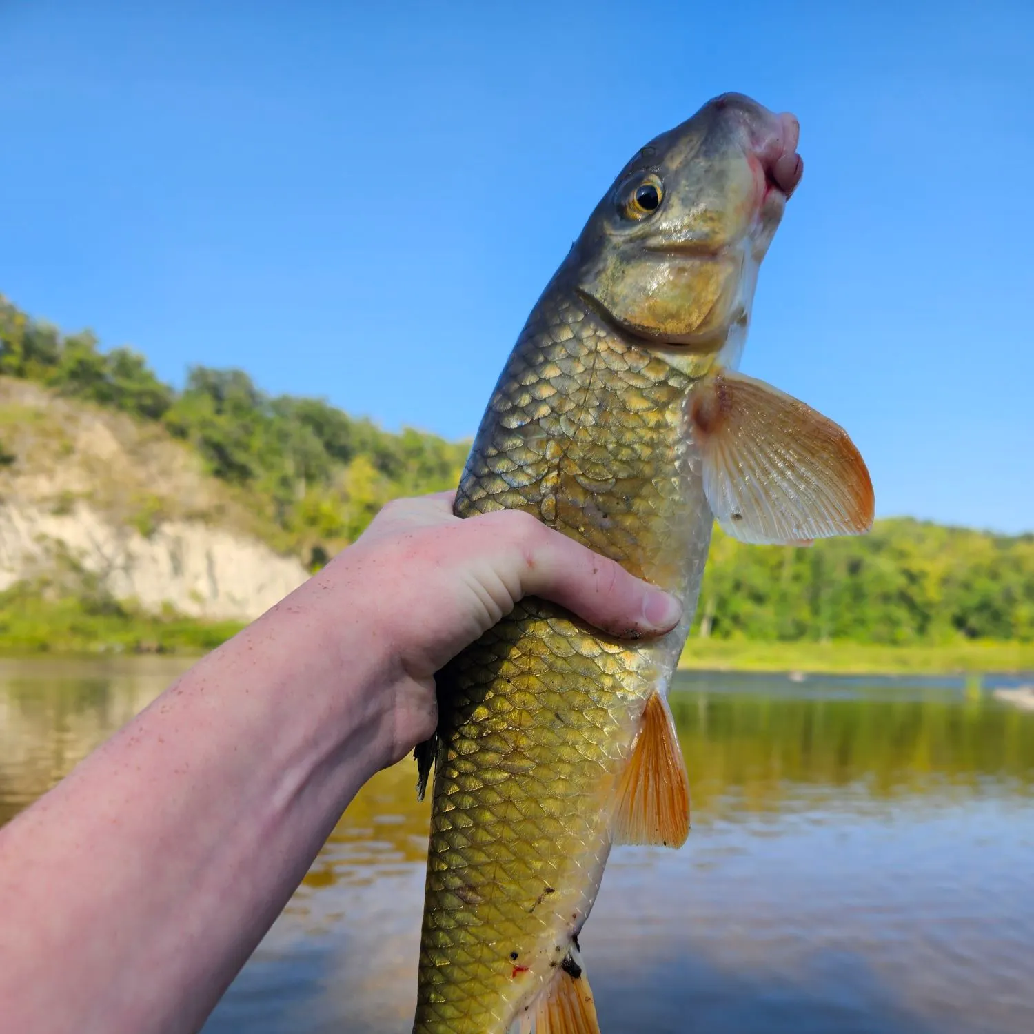 Golden redhorse caught on Fishbrain