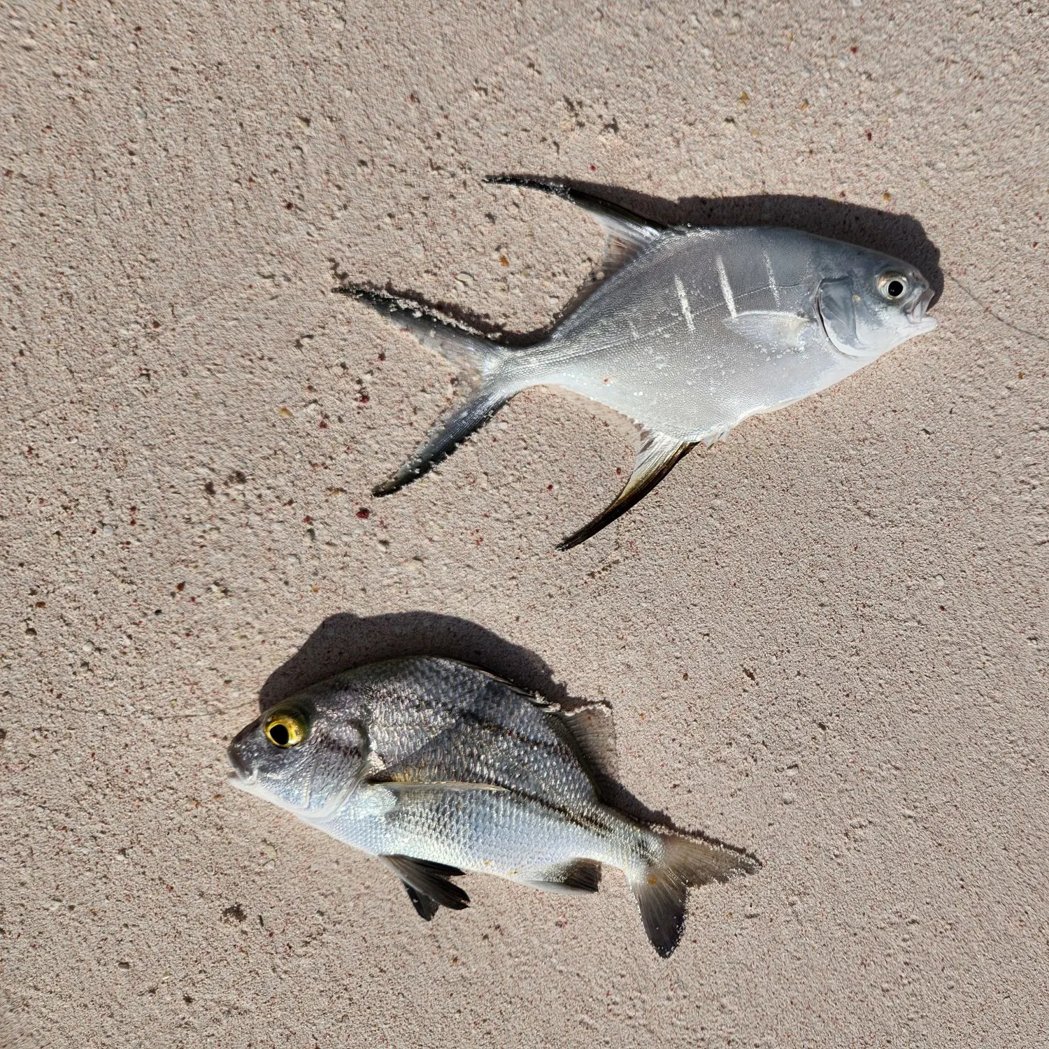 The most recent Palometa catches on Fishbrain